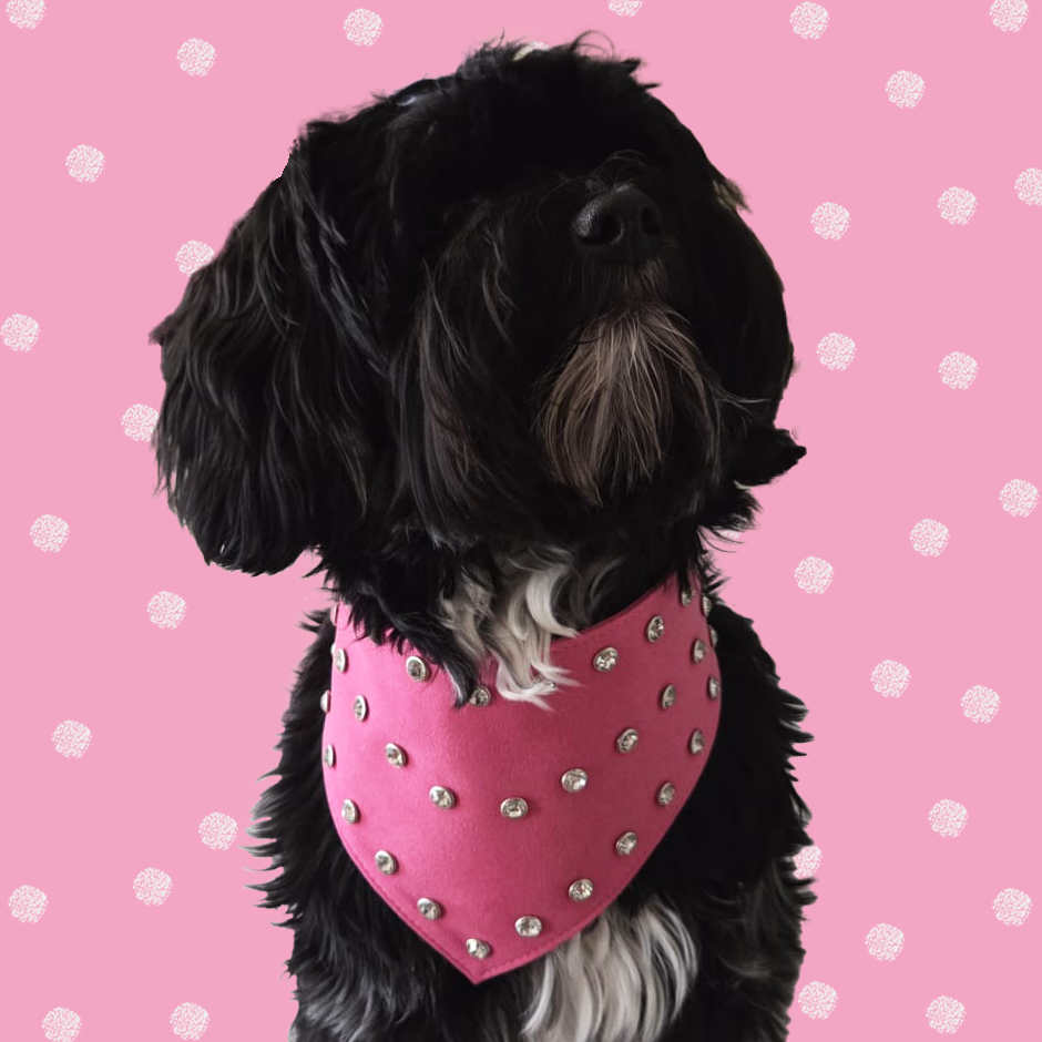 Black dog with white accents wearing a fuchsia suede diamante dog bandana.