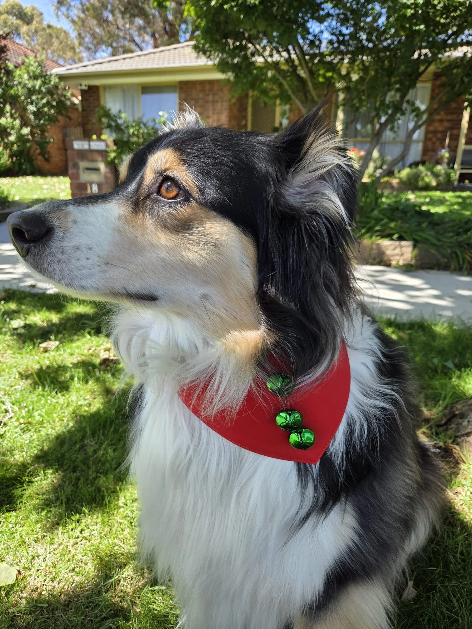 Black, brown and white dog wearing one of the Christmas dog bandanas, this one in red with three green bells.