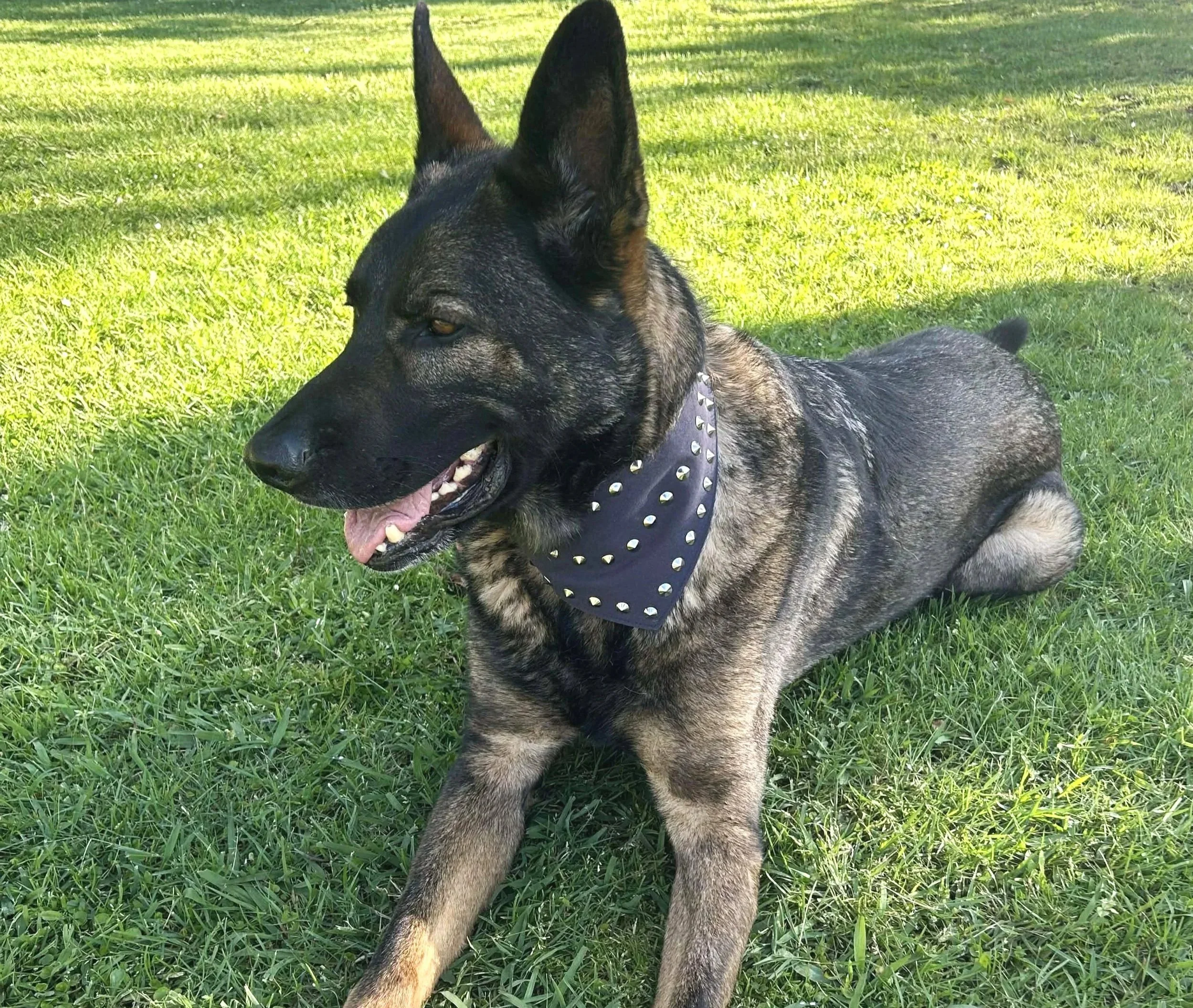 German Shepherd wearing a black dog bandana.