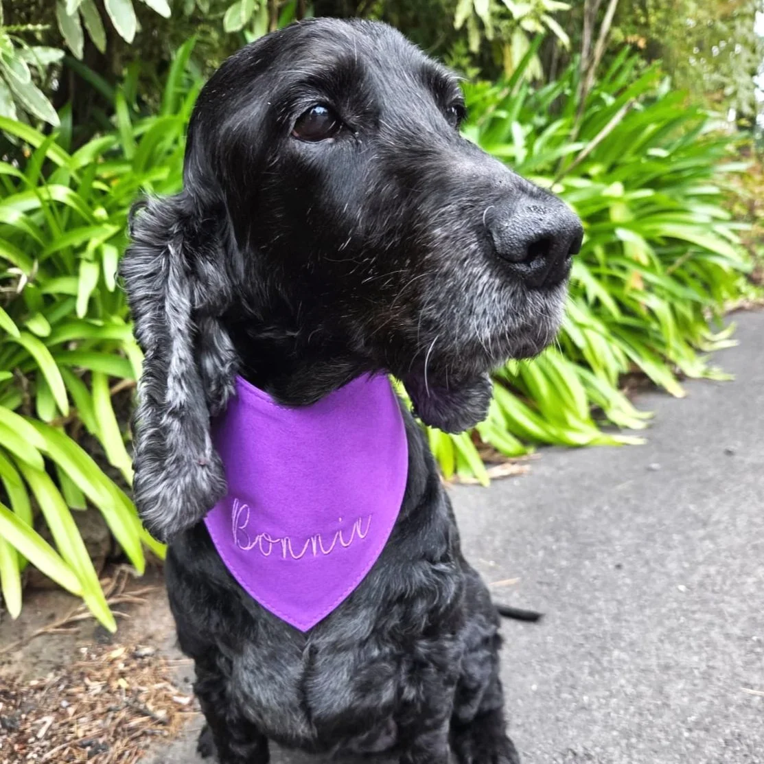 Black cocker spaniel wearing a purple suede bandana that says 'Bonnie' in place of a dog collar.