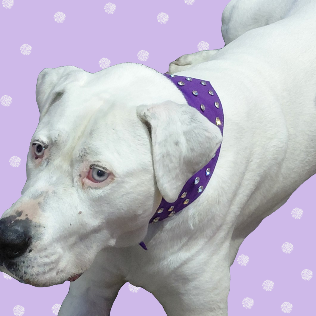 White dog wearing a purple suede diamante dog bandana.