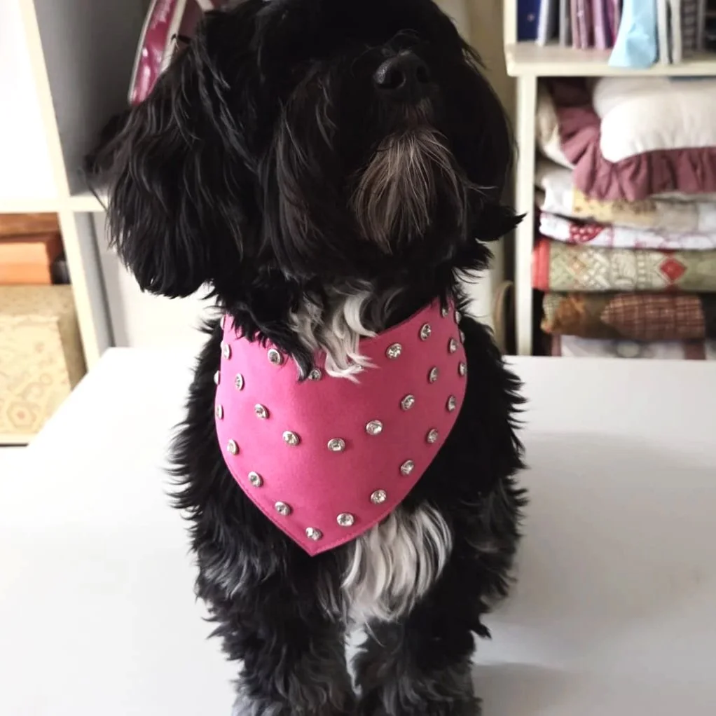 Cocker spaniel dog wearing a small fuchsia diamante dog bandana.