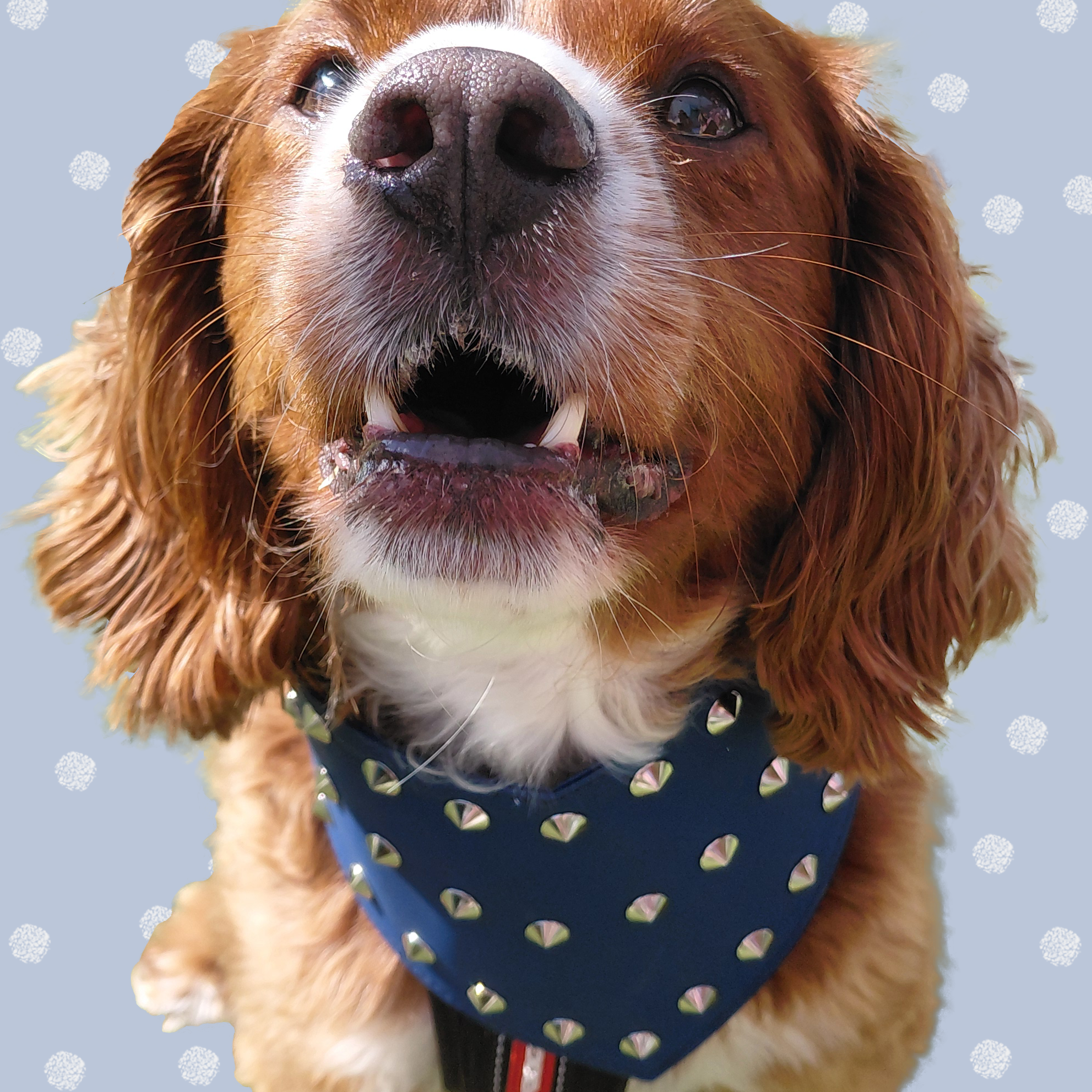 Brown and white dog wearing a dark blue ultra fibre studded dog bandana.