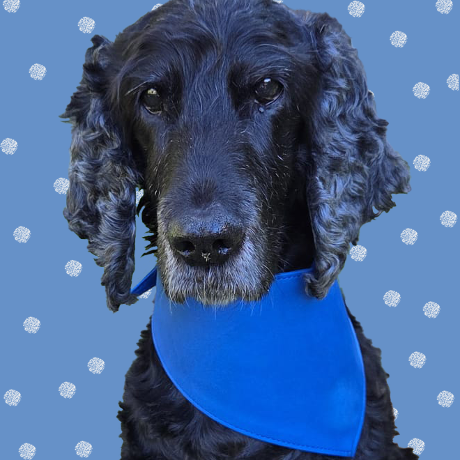 Black cocker spaniel wearing a royal blue ultra fibre plain dog bandana.