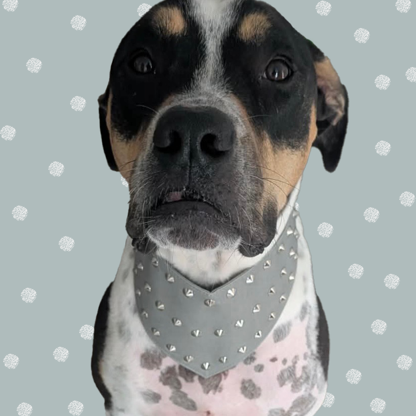 Black, brown and white dog wearing a grey ultra fibre studded dog bandana.