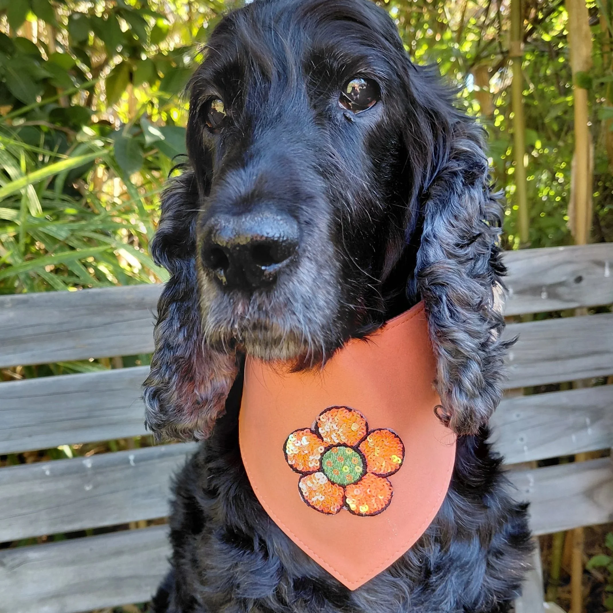 Cocker spaniel wearing an orange premium dog bandana with a flower on it.