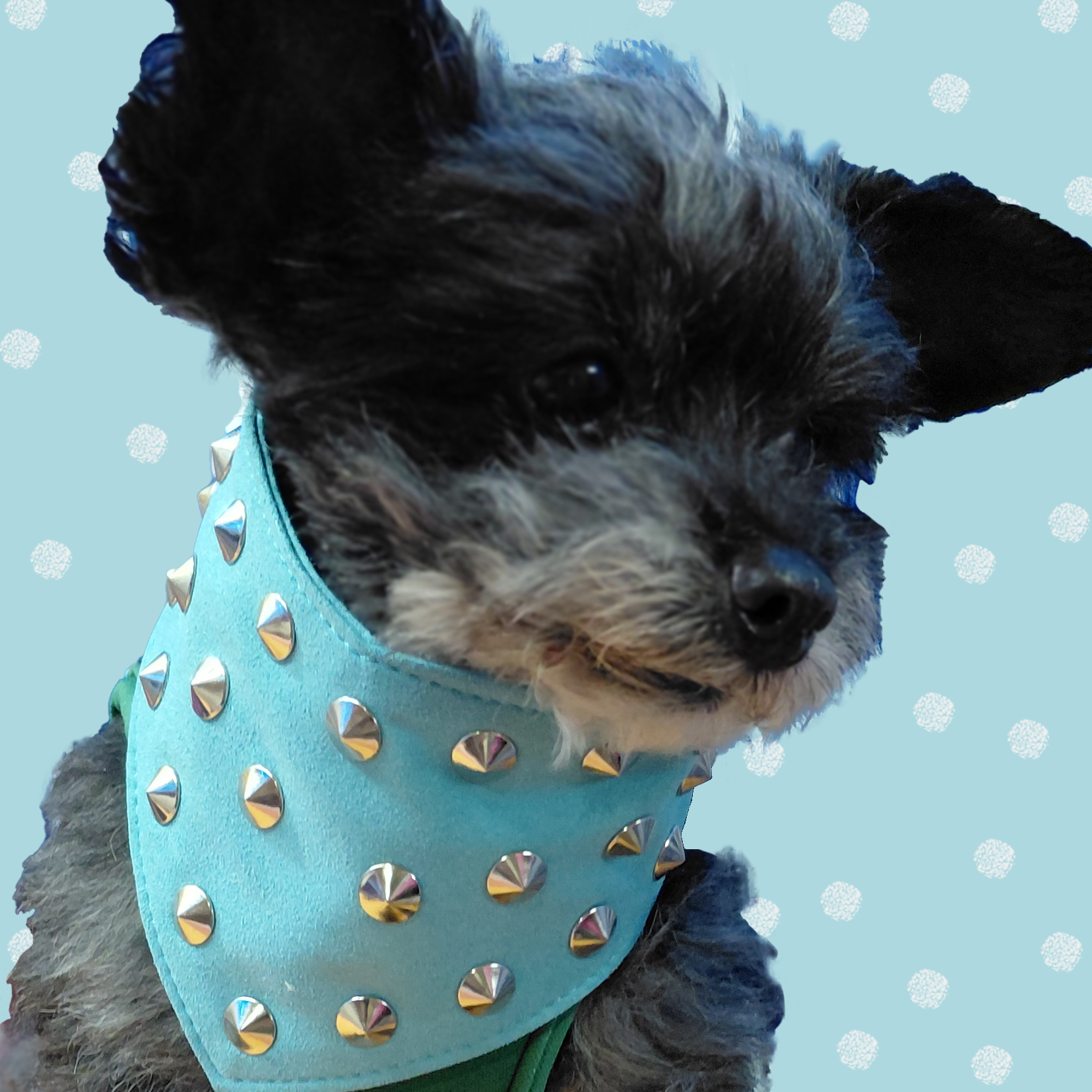 Grey and white dog wearing a small turquoise suede studded dog bandana.