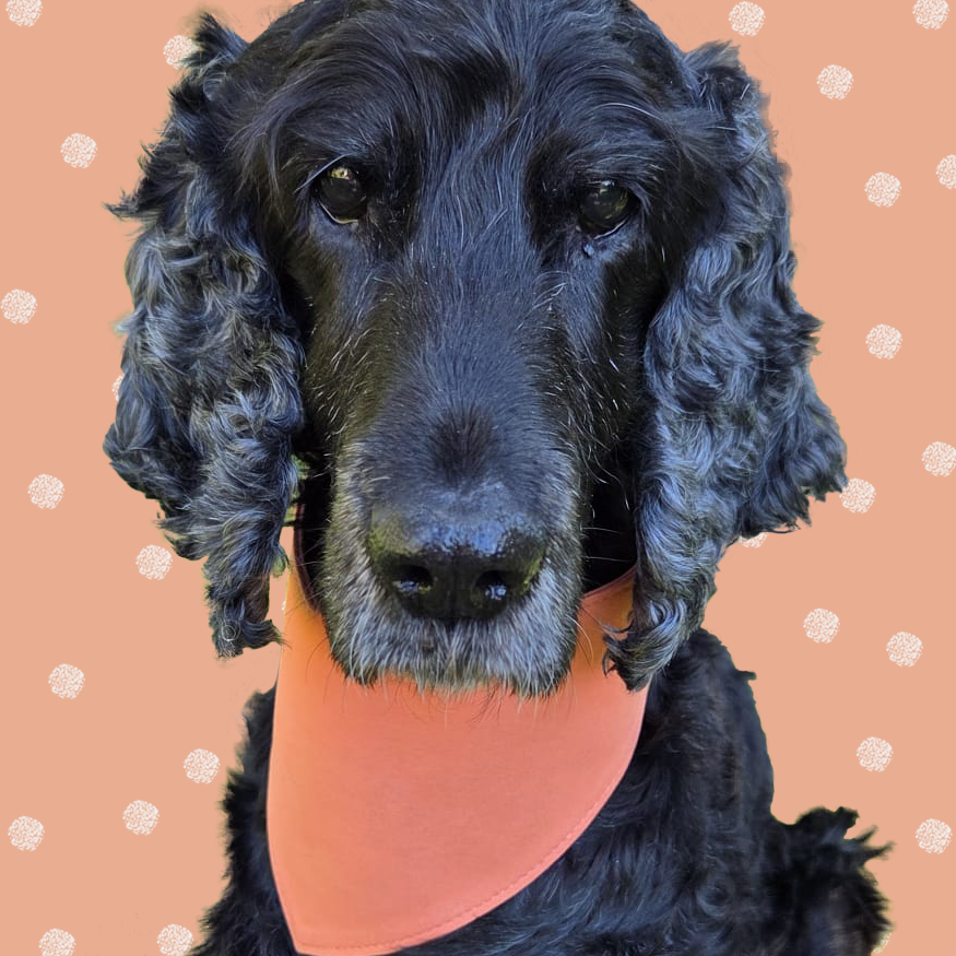 Black cocker spaniel wearing an orange suede plain dog bandana.