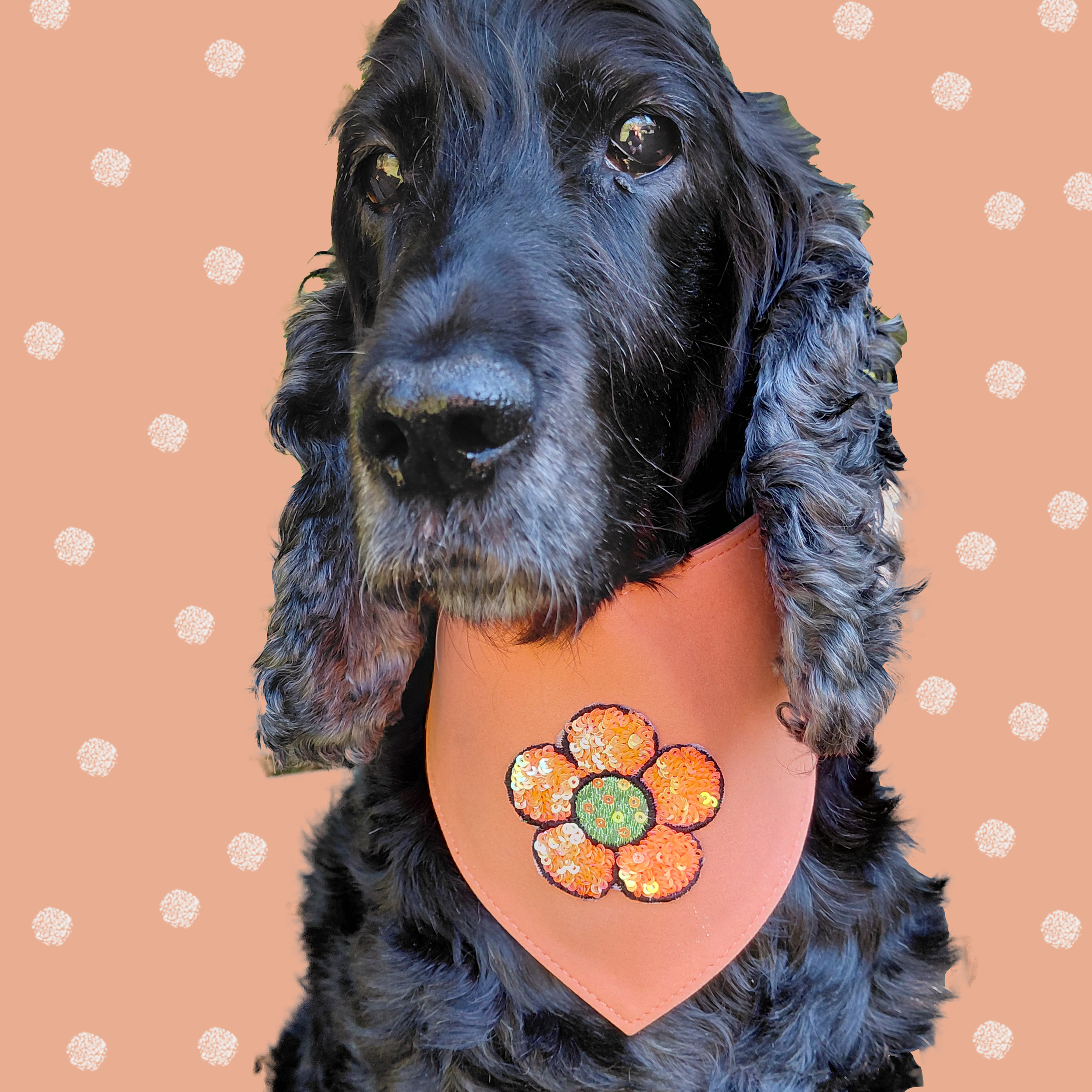 Black dog wearing a orange suede flower dog bandana.