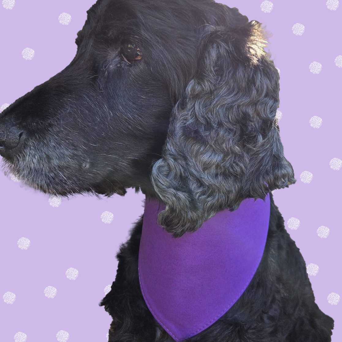 Black cocker spaniel wearing a purple suede plain dog bandana.