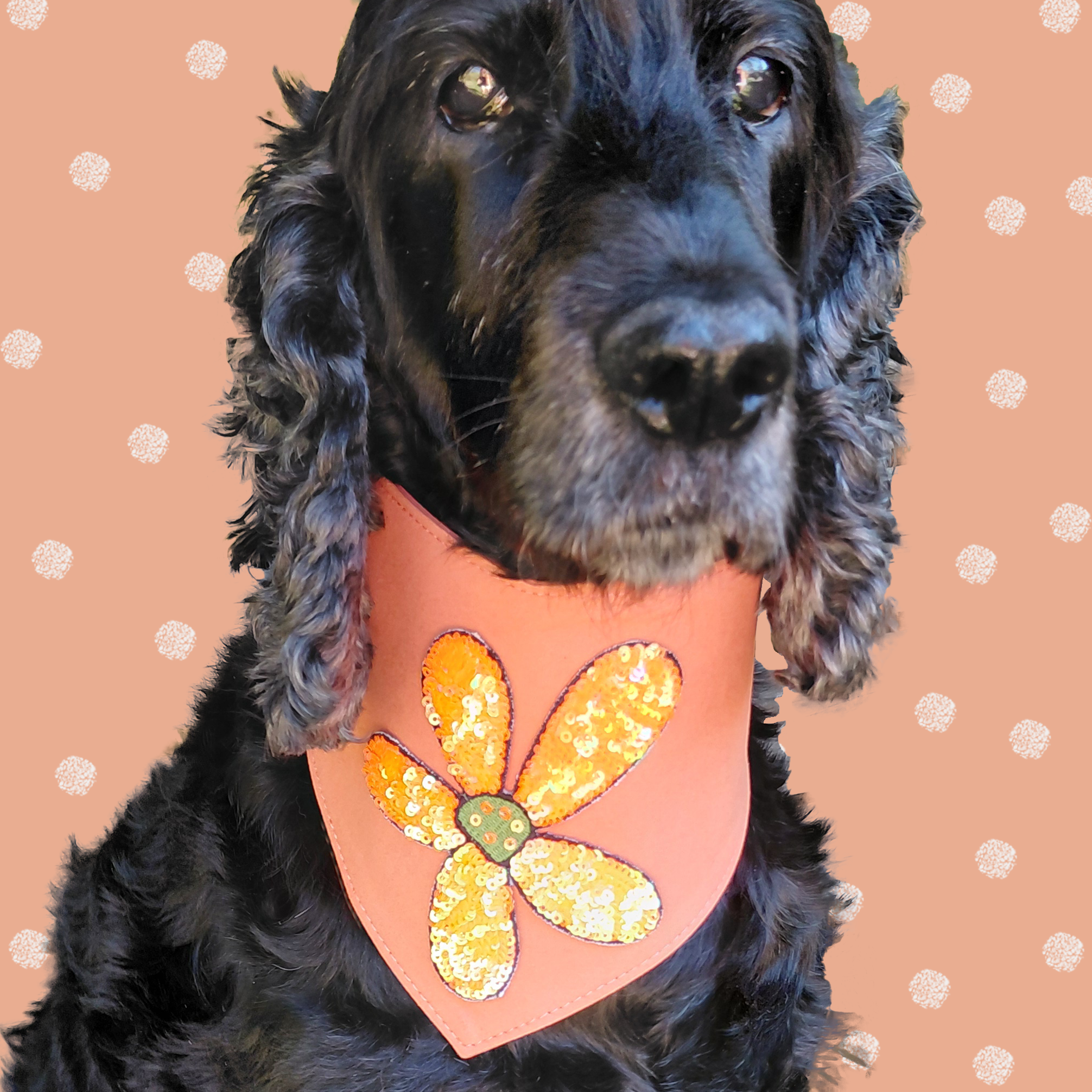 Black cocker spaniel wearing an orange suede dog bandana with a big flower patch.