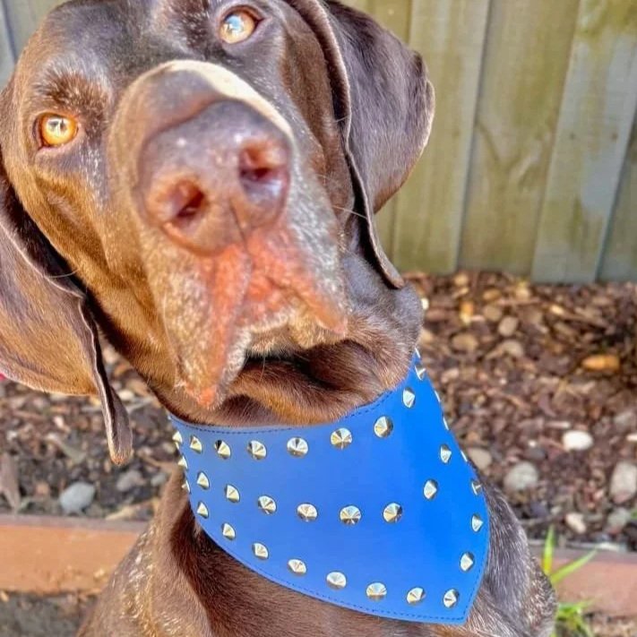 Mid-sized brown dog wearing a medium dark blue ultra fibre studded dog bandana.
