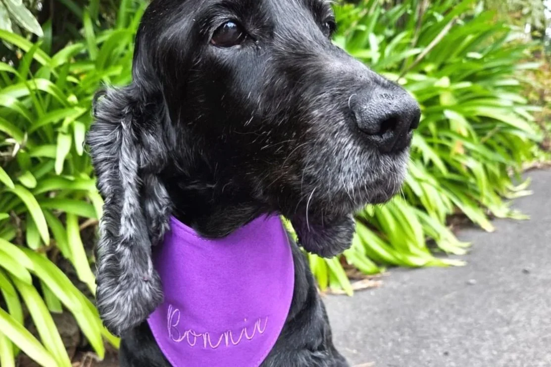 Black Cocker Spaniel wearing a purple dog bandana that says, "Bonnie"