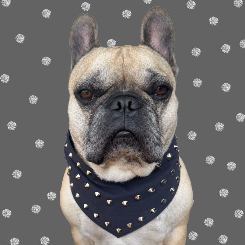 Bulldog wearing a black suede studded dog bandana.