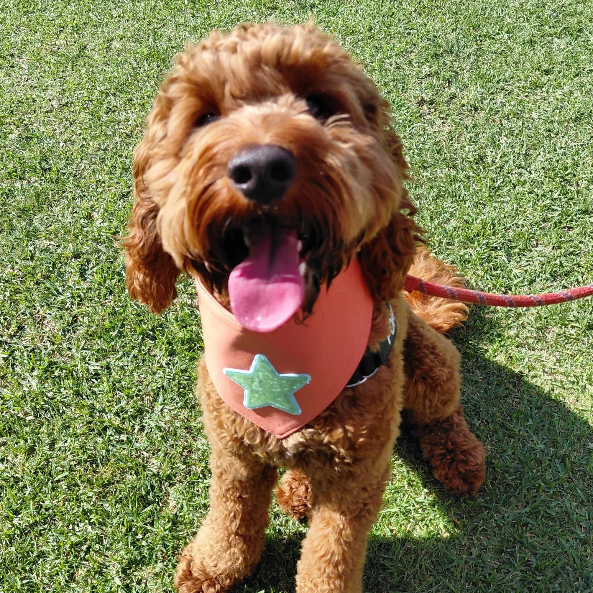 Small brown dog wearing an orange premium dog bandana with a green star on it.