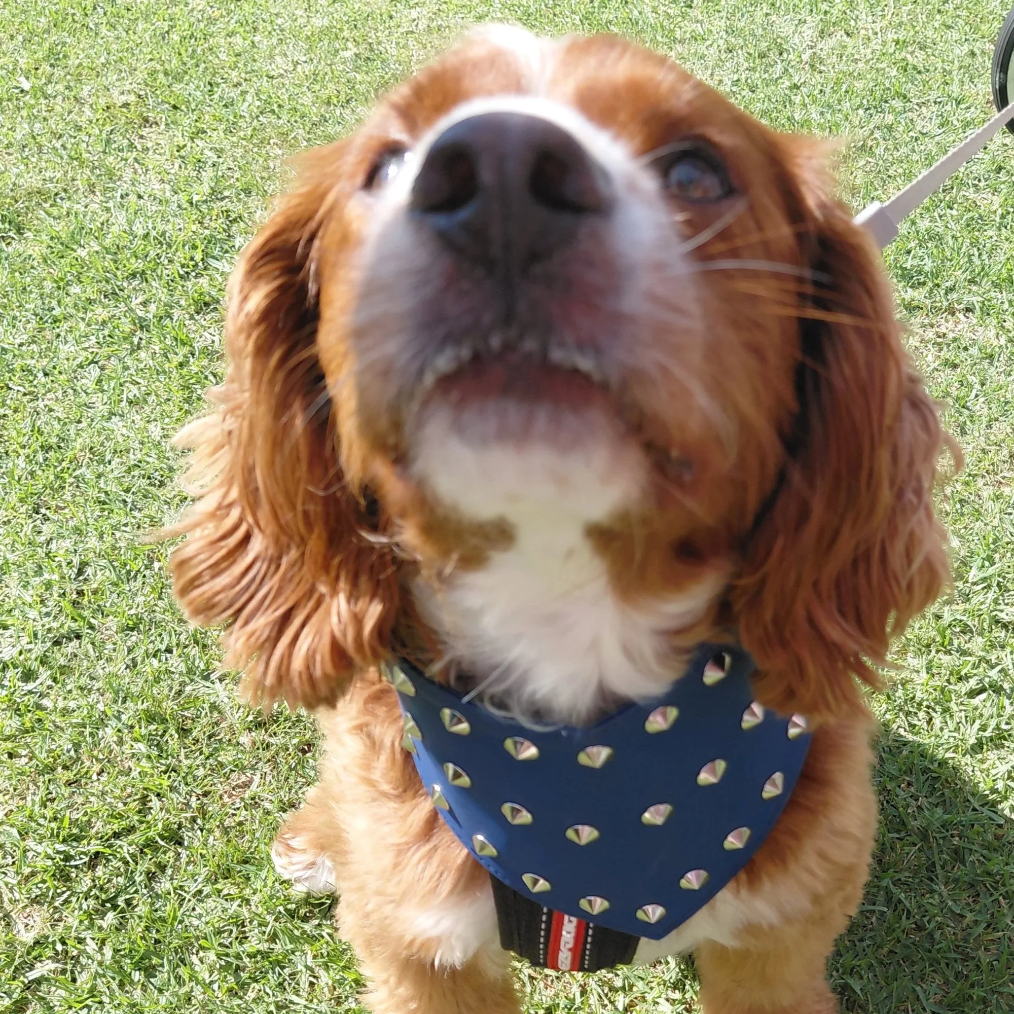 Small dog wearing a dark blue studded dog bandana.