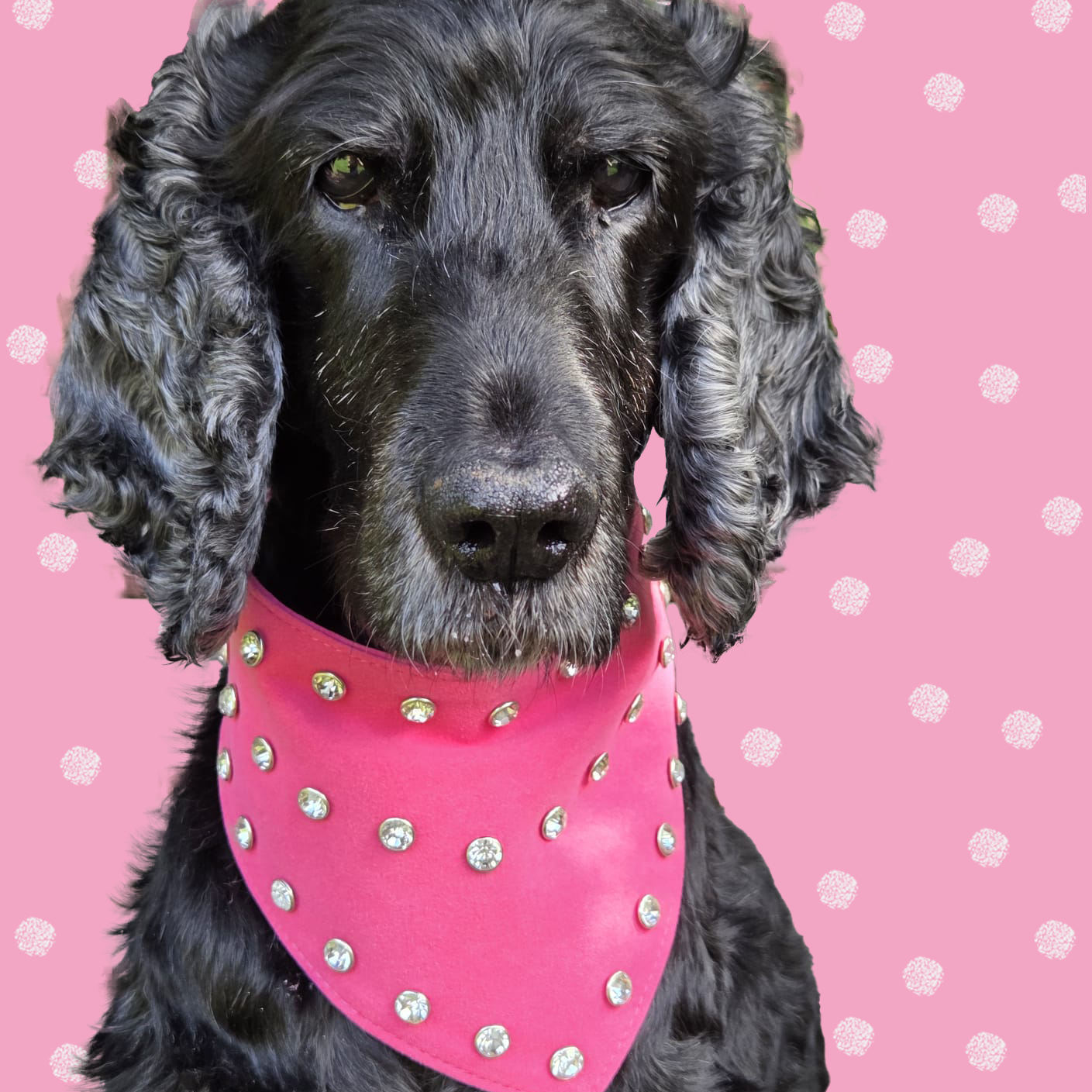 Black dog wearing a fuchsia suede diamante dog bandana.