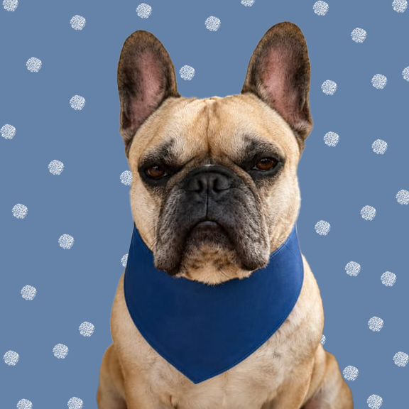 Bulldog wearing a royal blue ultra fibre plain dog bandana.