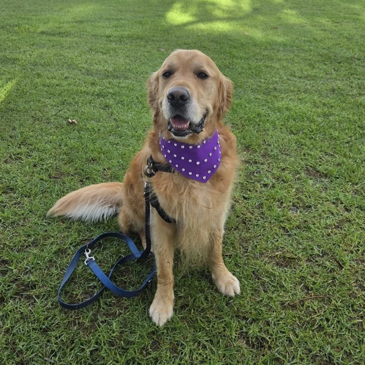 Golden retriever wearing a purple suede diamante bandana as dog accessories.