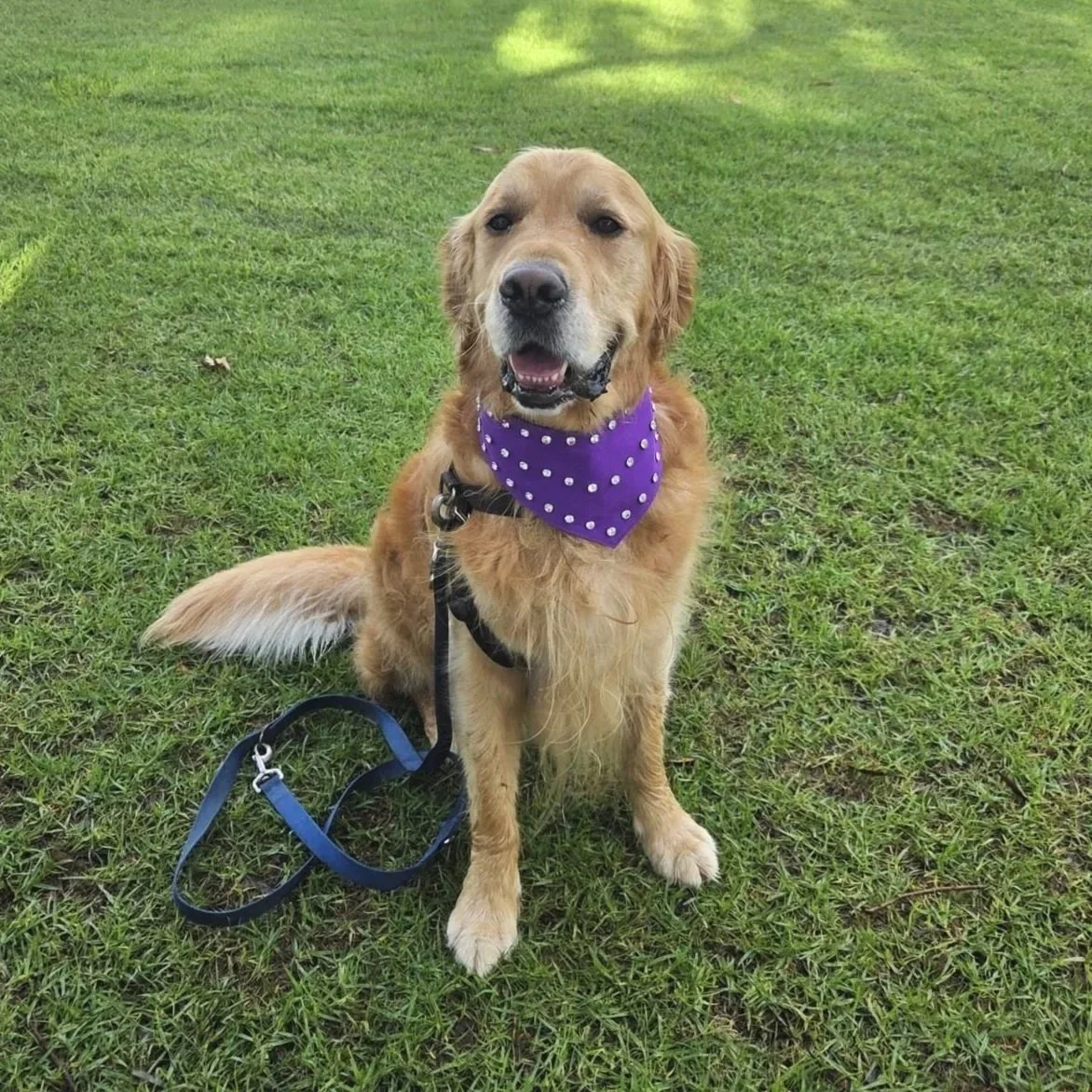 Golden retriever wearing a purple diamante dog bandana.