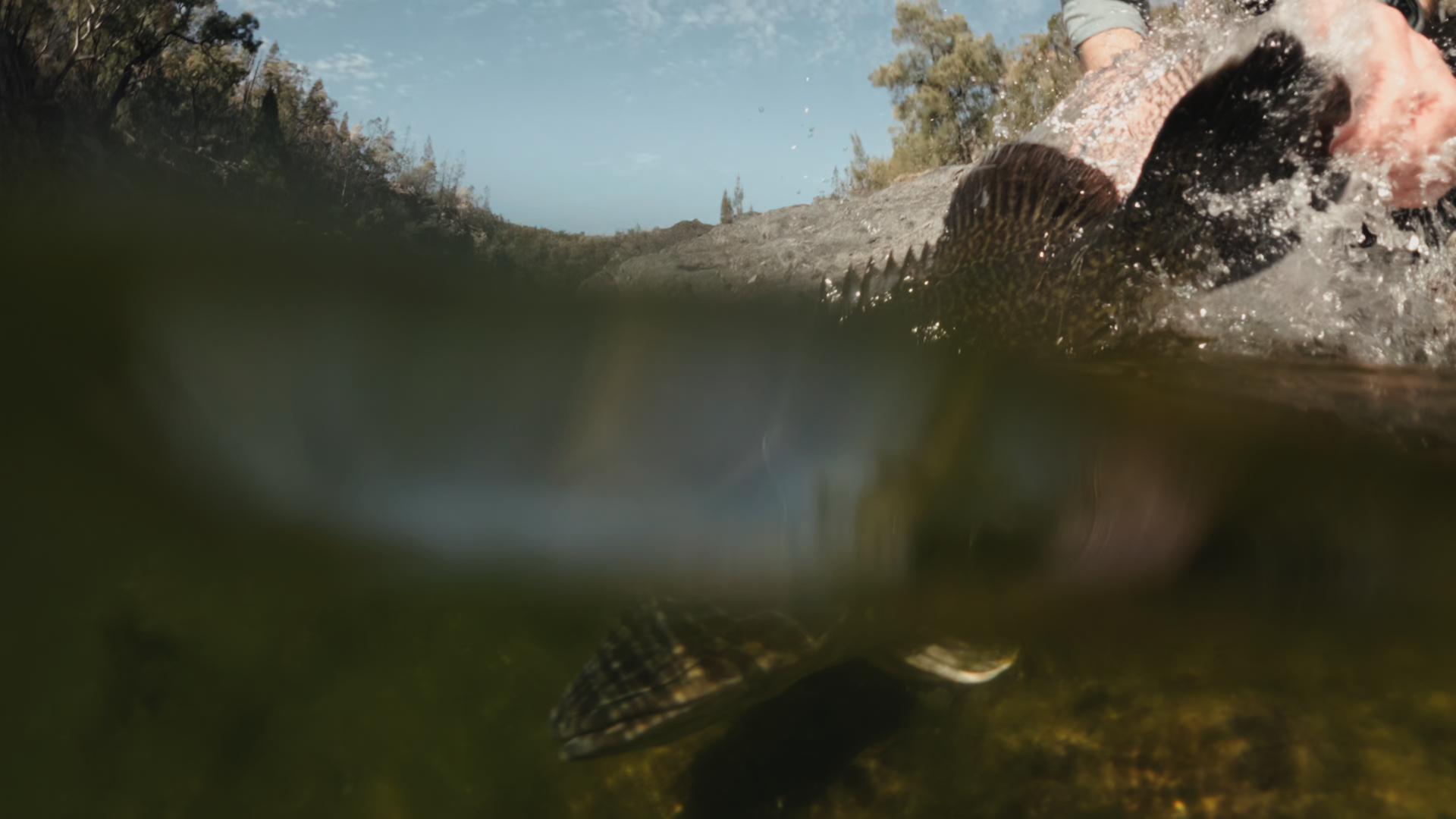 Cod on Fly_Long Format.Still002.png