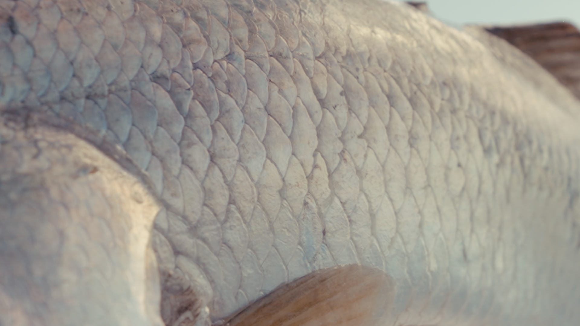 Scales_Still007.png