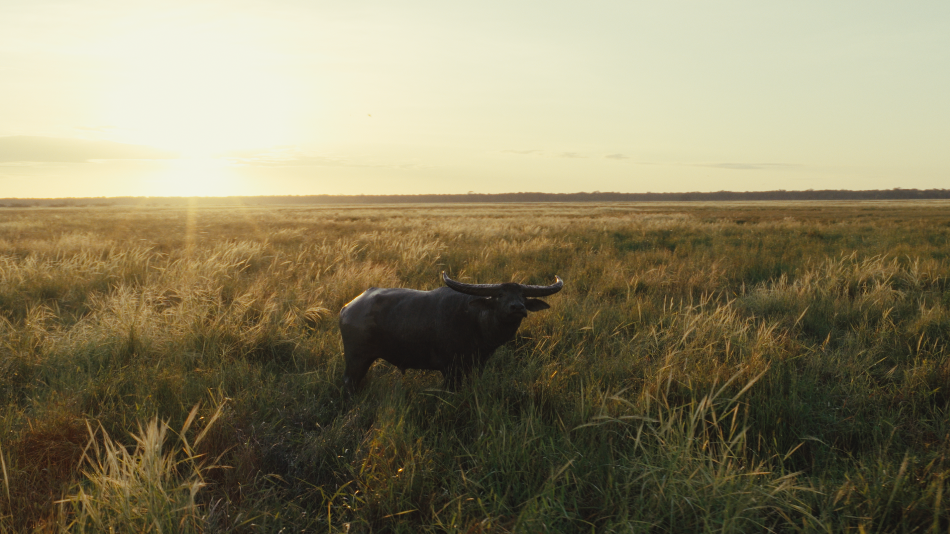 Buffalo_Still003.png