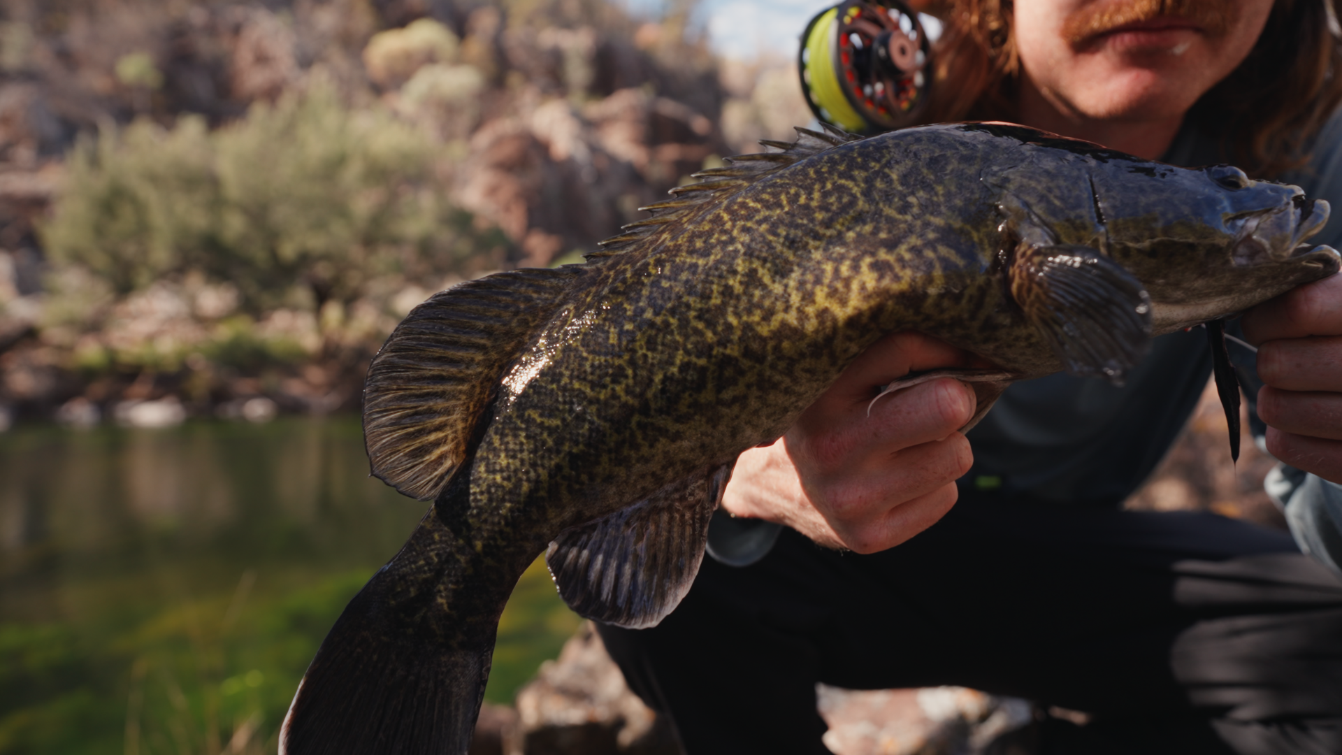 Cod on Fly_Long Format.Still003.png