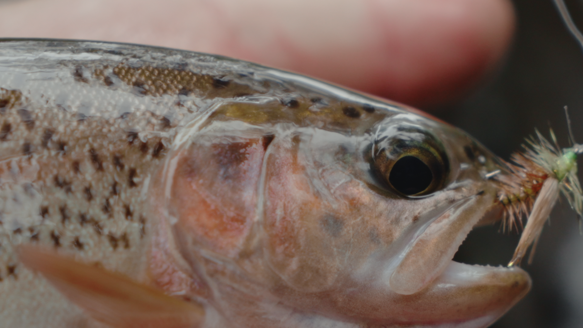trout