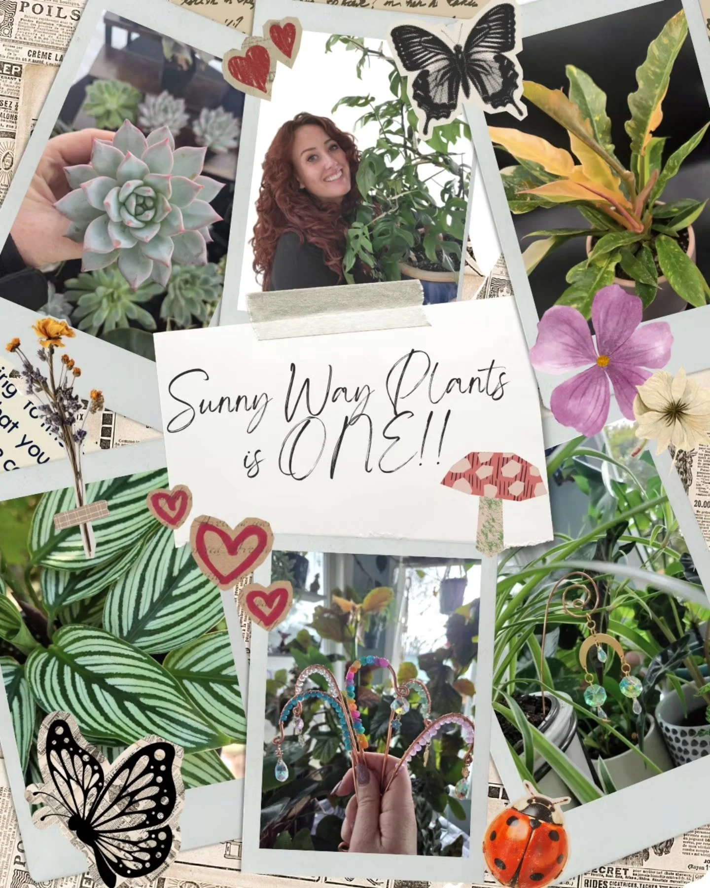Today marks one whole year of Sunny Way Plants being an official business! 🥳 Thank you so much for your continued support and for letting me share my love of plants with you. 🫶 Stay tuned for a birthday giveaway! ✌️💚🪴
&mdash;Colleen
