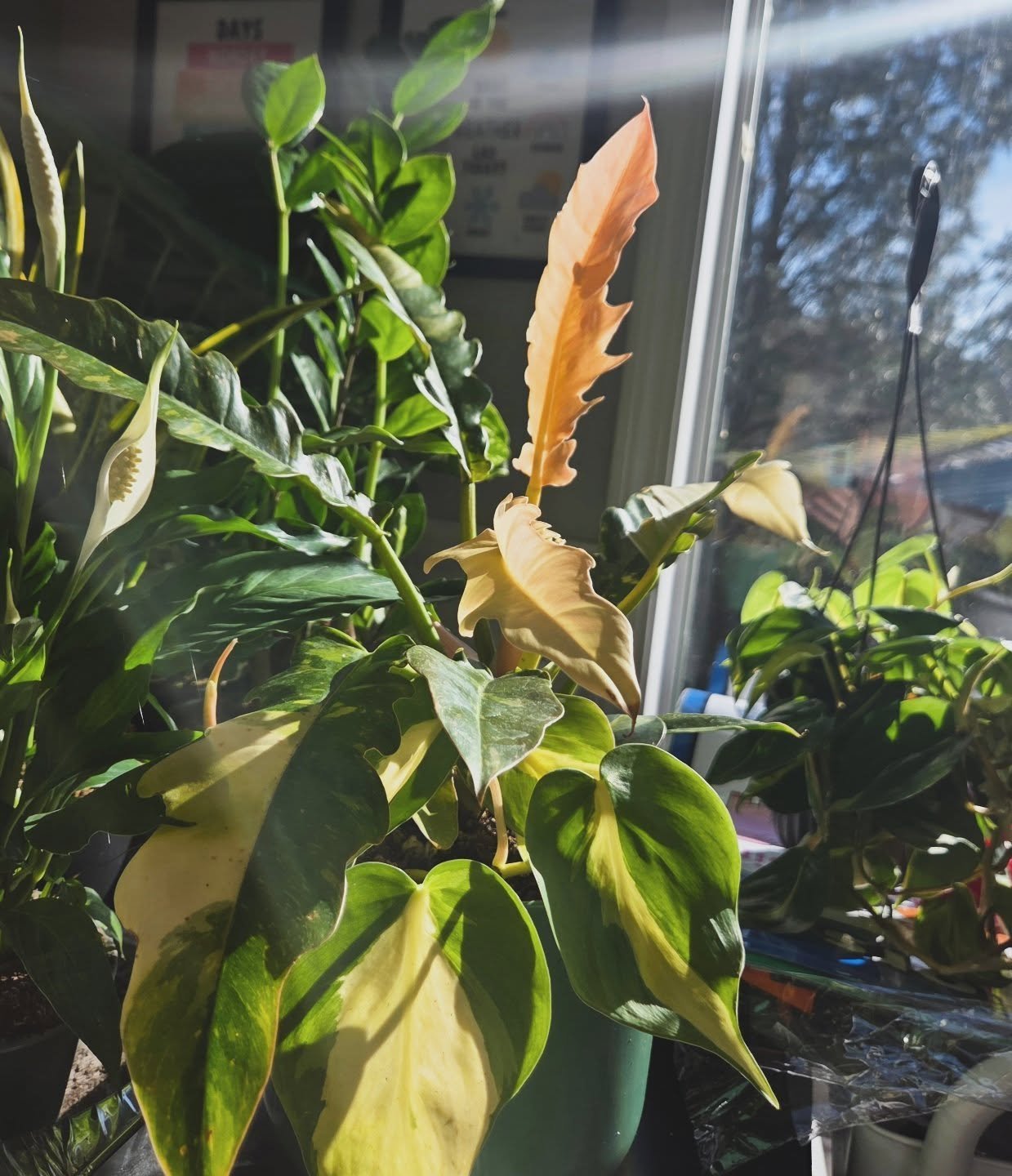 Shining in this morning's spotlight 🌞