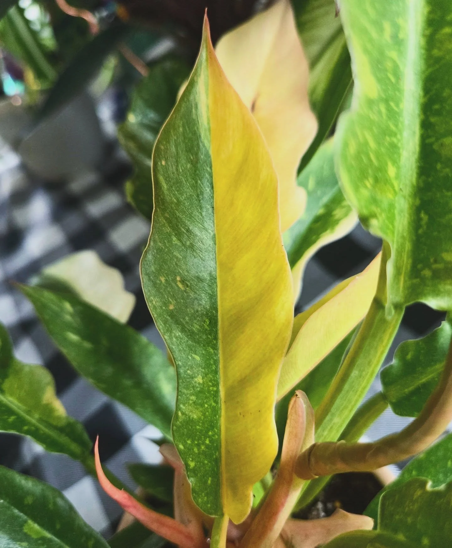 Absolute perfection 👌 
Philodendron Ring of Fire