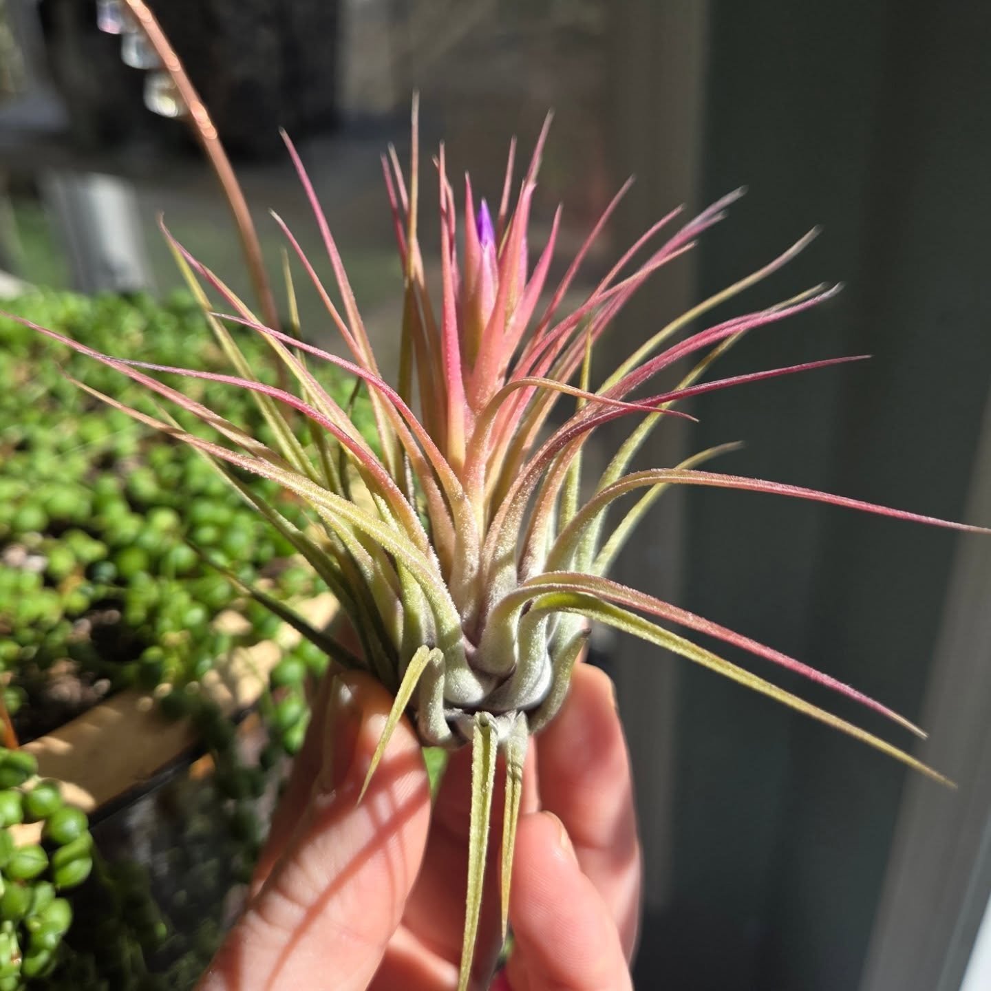 I think airplants are so cool and they're really easy to care for! Mist or dunk in water 1x a week. If you forget, a 30 minute soak once a month is fine too for most of these.