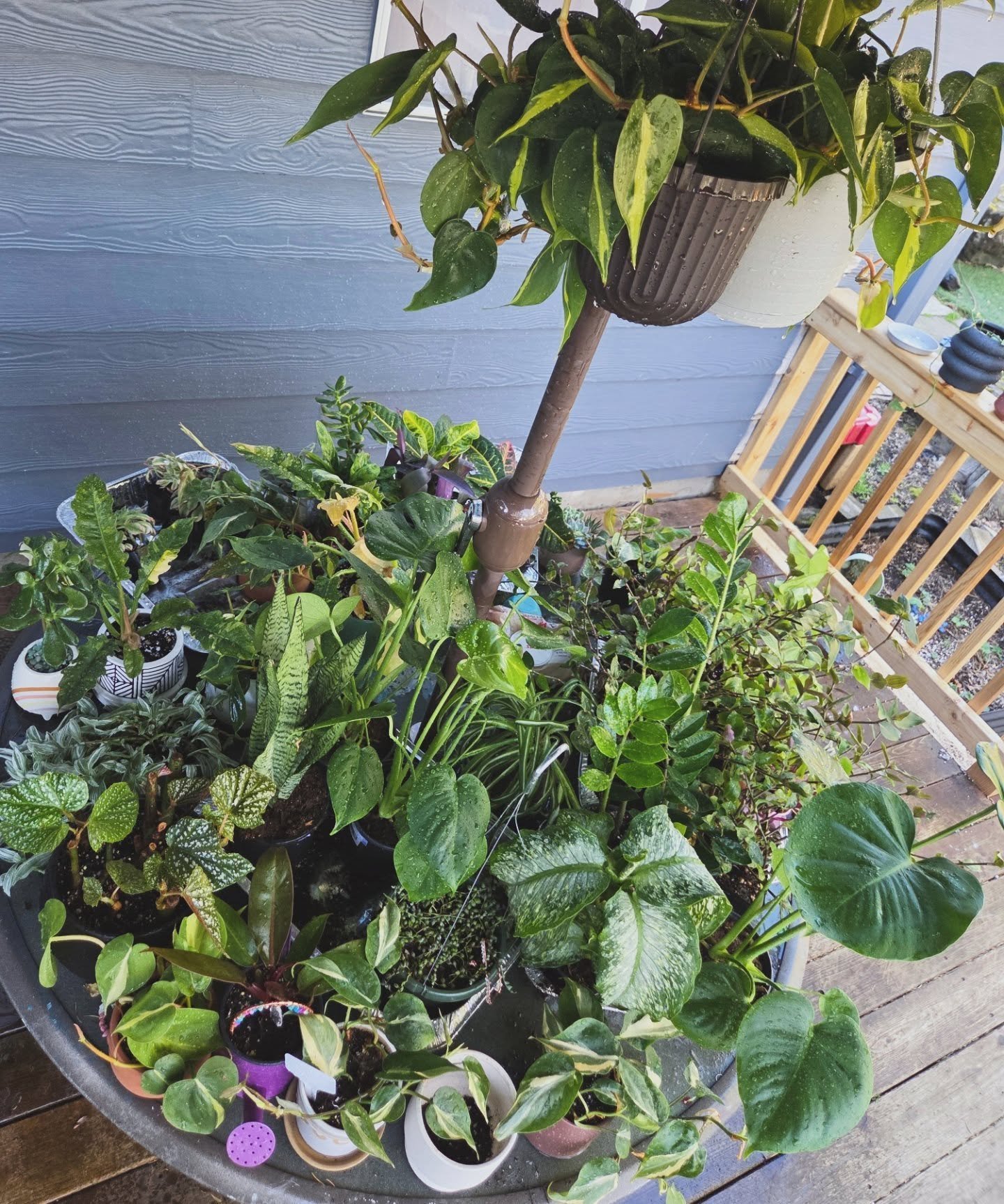 Getting the indoor babes some fresh air 😌