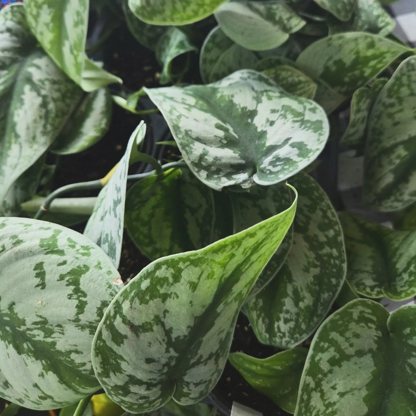 Introducing the stunning, easy to care for, Satin Pothos 🥰 I'm excited to sell these at the upcoming event, Hortlandia next weekend 🪴 Little Fact: Satin Pothos aren't actual pothos. They're part of a different genus but have similar care needs and 
