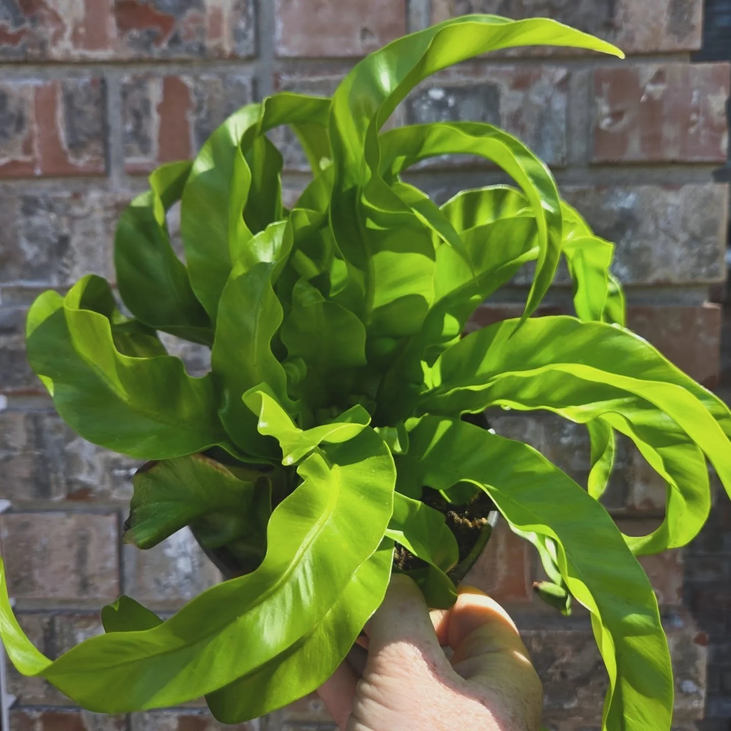 The Hurricane Fern is a type of Bird's Nest fern. They're easy to care for AND pet safe 🐈 🐕 Selling some of these at Hortlandia on Friday and Saturday 🪴