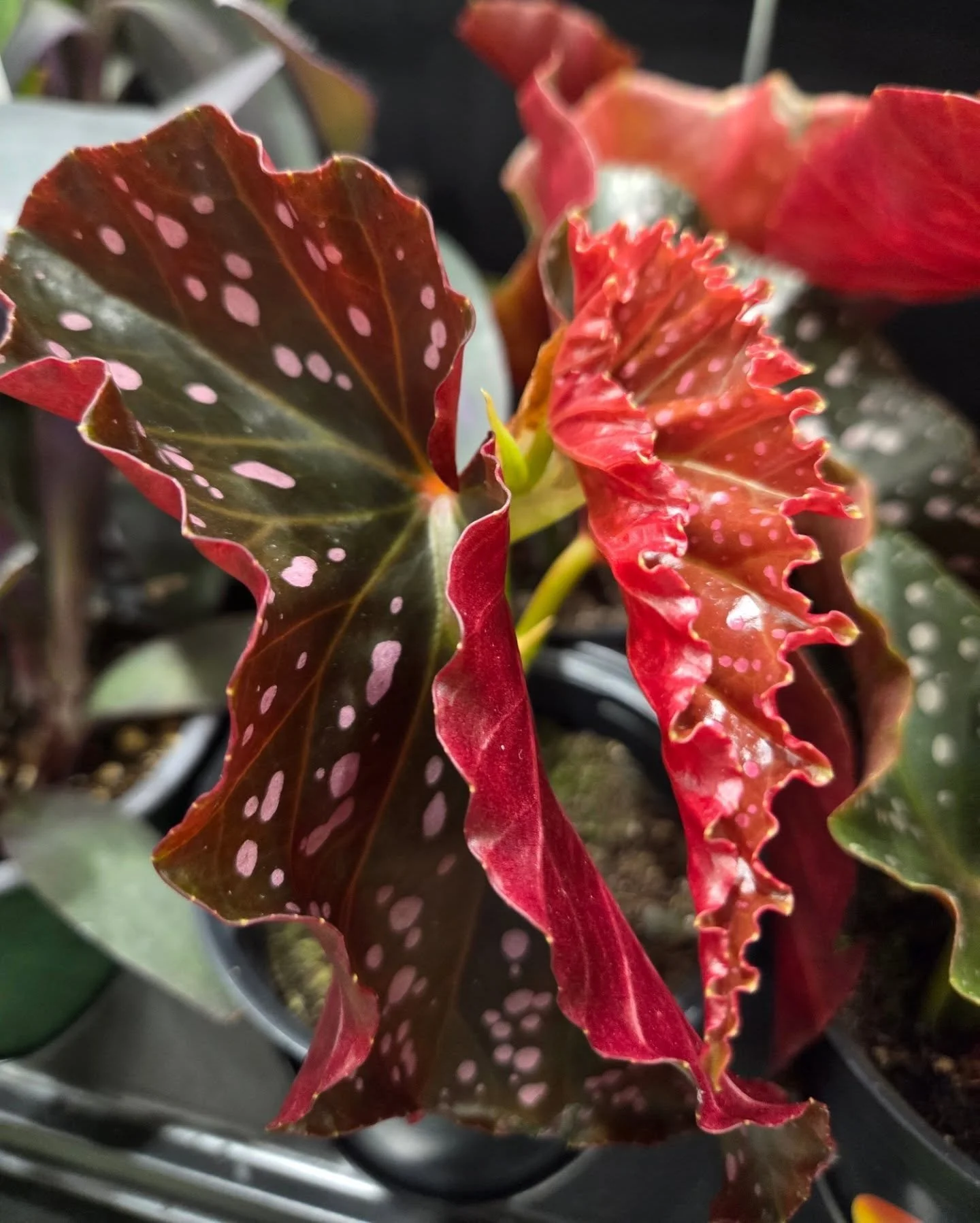 Cracklin' Rosie Begonia 🌹 
Not a single filter is needed on this beauty!