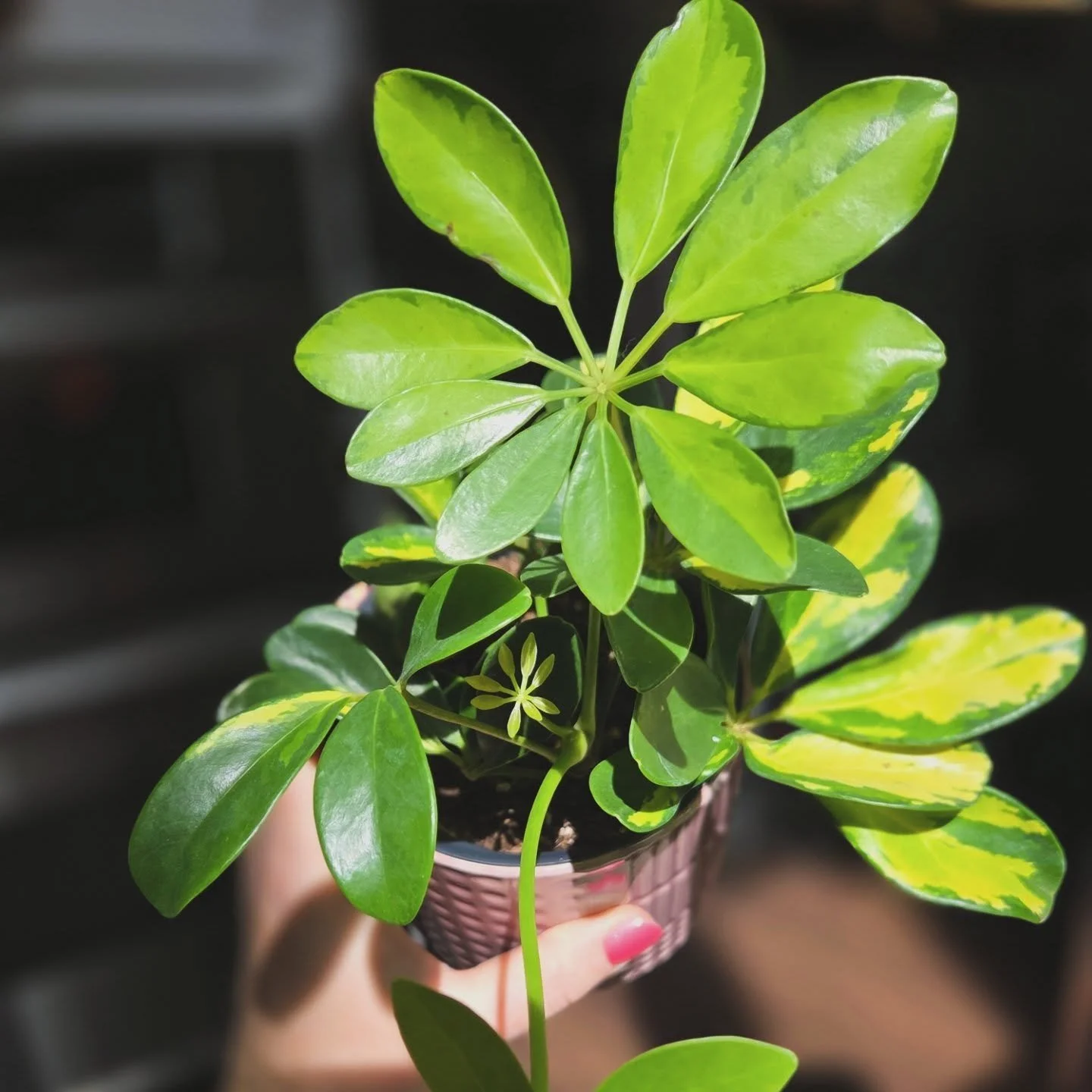 🌂 Dwarf Umbrella Tree (Heptapleurum Arboricola)🌂 
The baby leaves are so cute 🥹🥰
Easy to care for! Avoid direct sunlight and water when the top of the soil feels dry 🌤💧