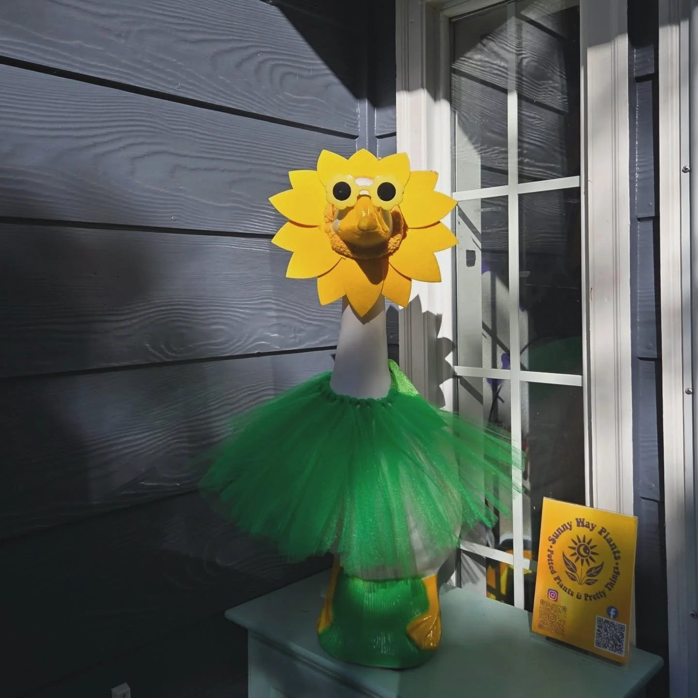 Pearl basking in the evening glow ☀️ 😎