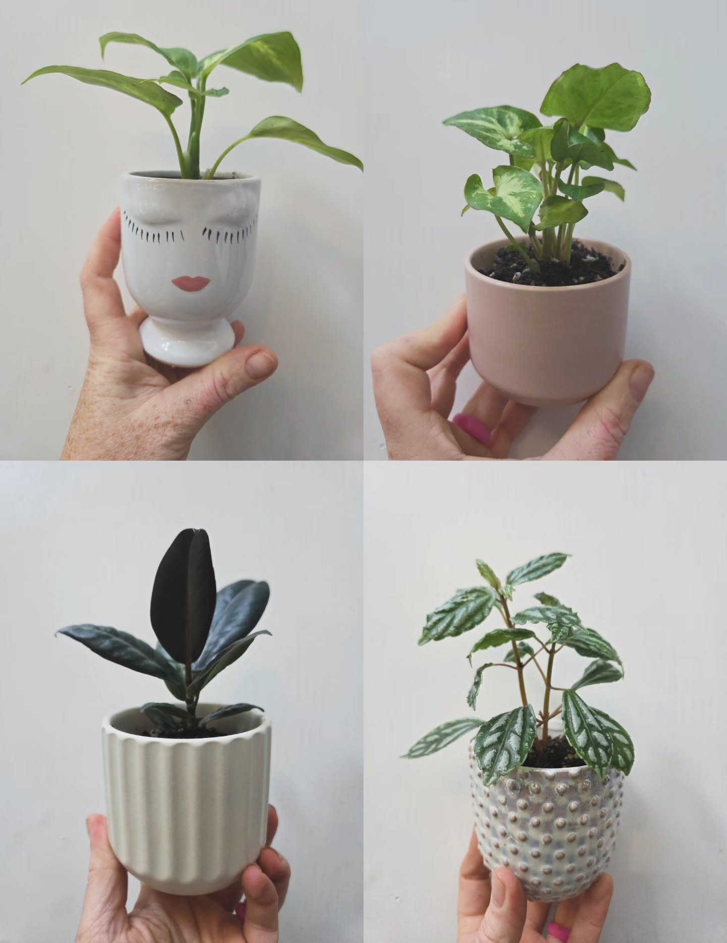 Mini plants make the perfect gifts!
