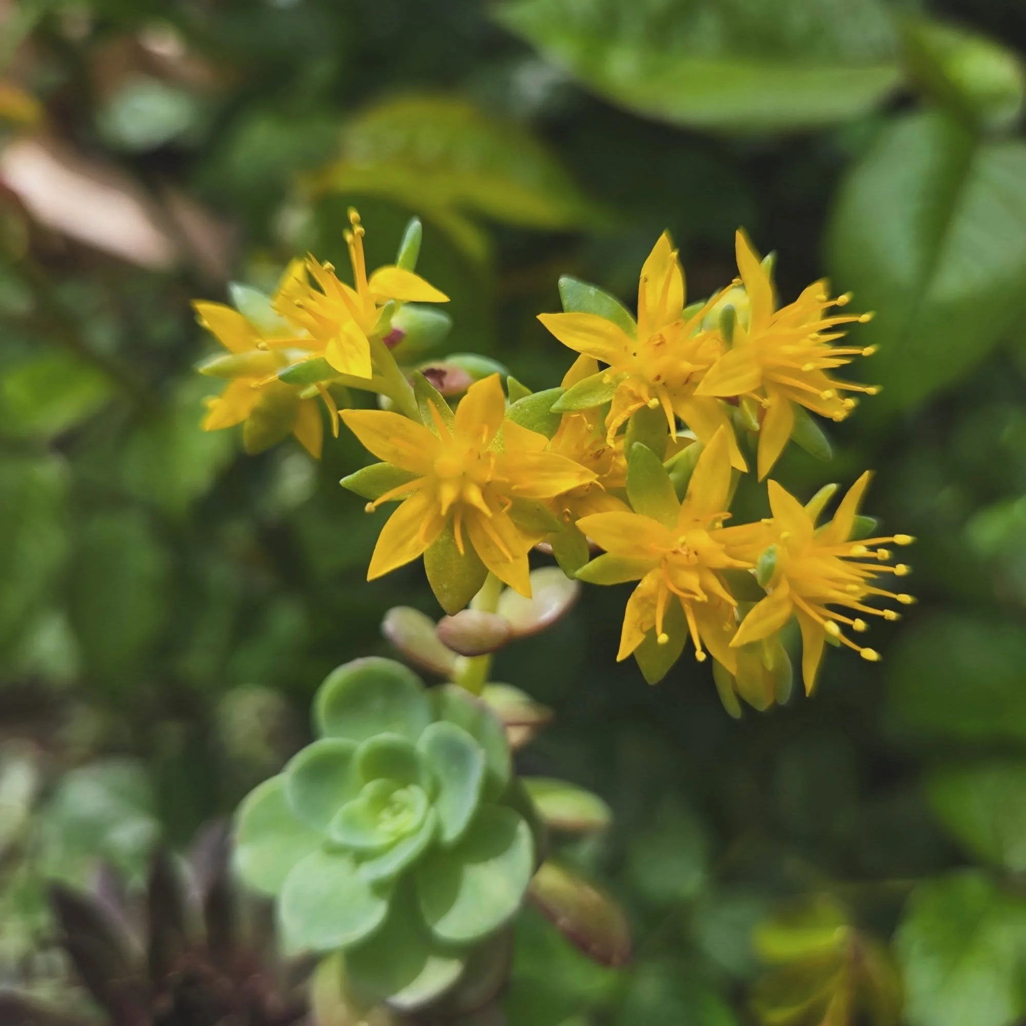 I think succulent blooms are just the cutest 😍
