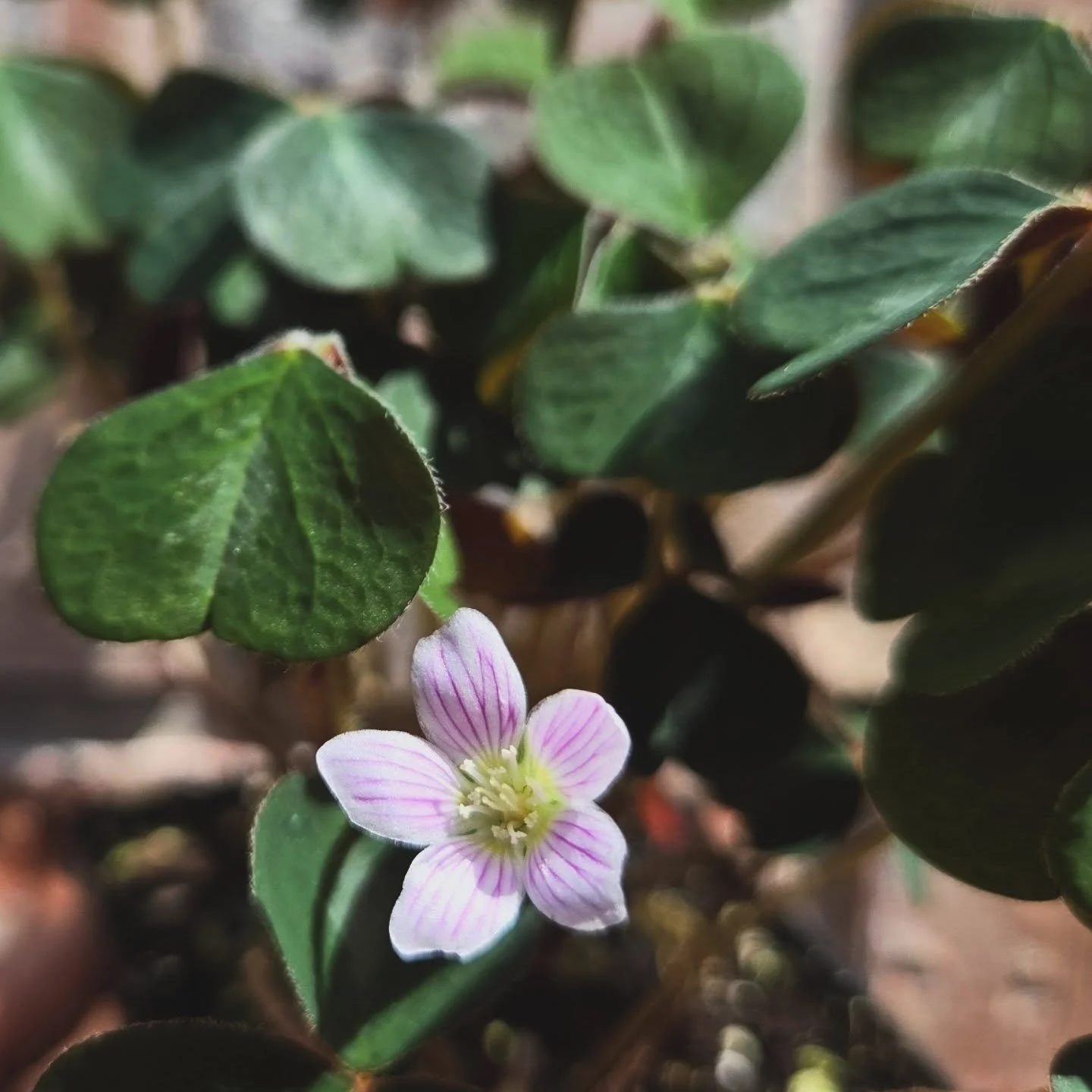 Love these dainty little blooms. Who knows the name of this plant? Hint: it's native to Oregon and you can eat it 😋