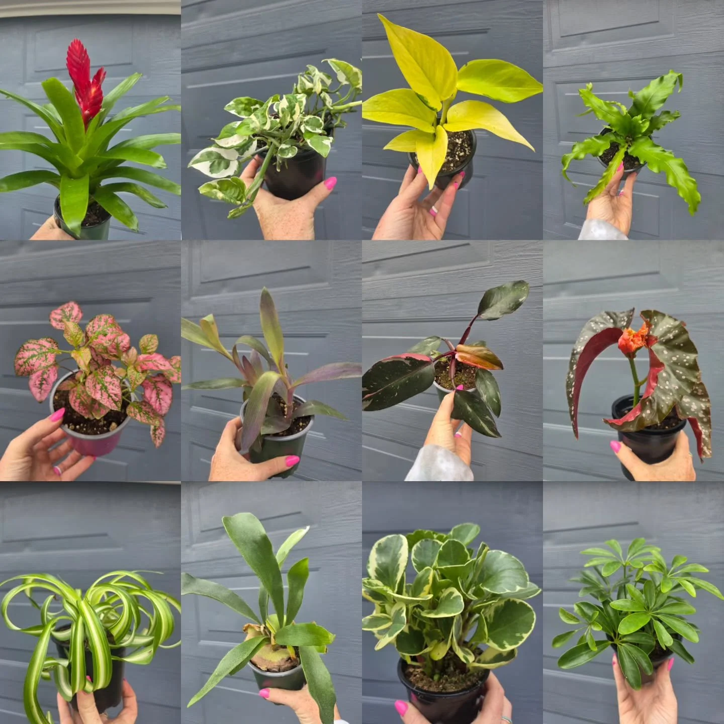 I'm knocking down prices on all my remaining inventory to make room for new plants next week. Prices range from $5-$14. Shoot me a message if you see something you like or shop my FB Marketplace!