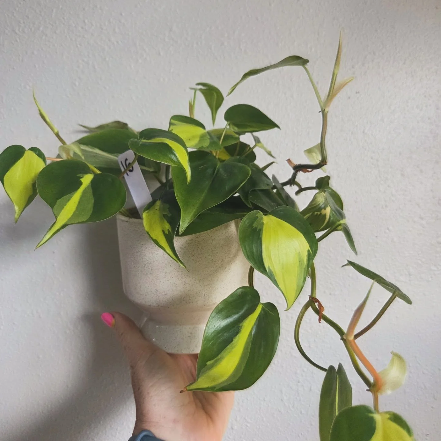 Need a last minute teacher gift!? I've got potted plants ready to go! Shoot me a DM if you're interested or want to see more options 🪴 🌞