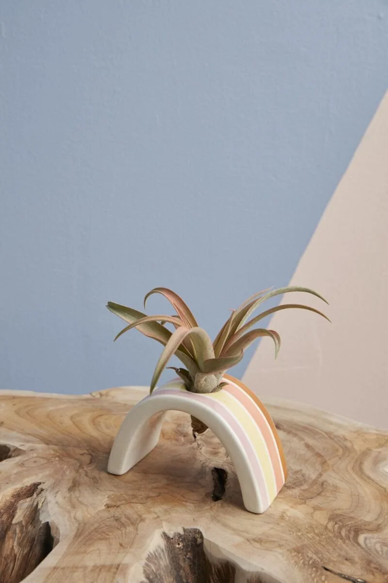 Air Plant Holder