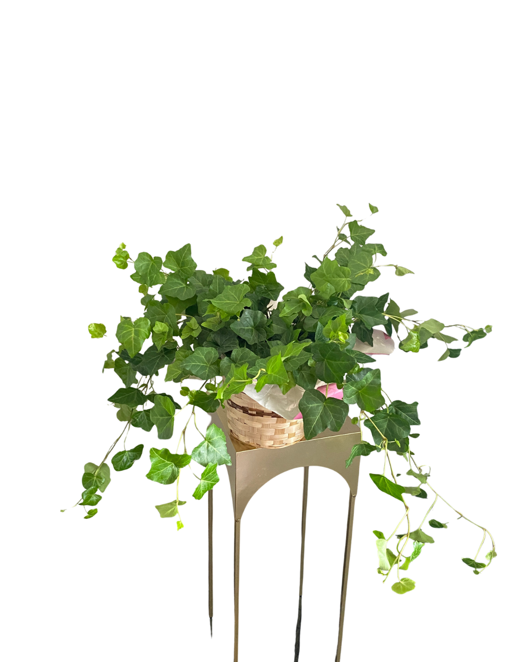 6-Inch Ivy Plant with Basket