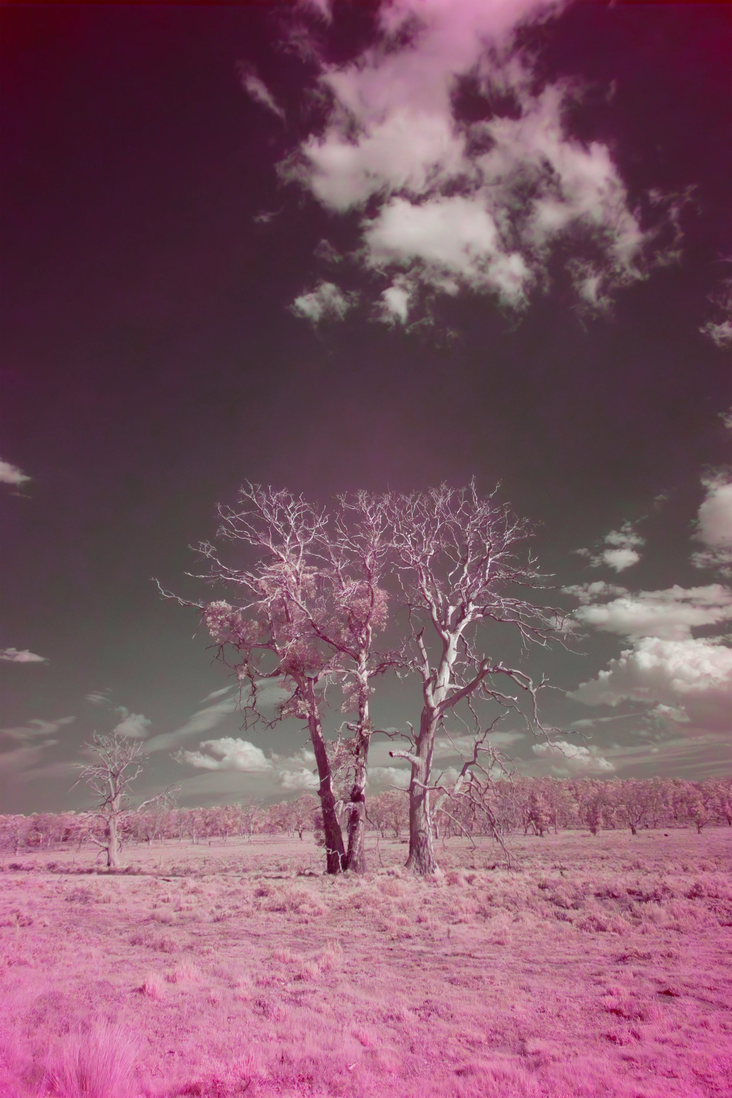 Lucid