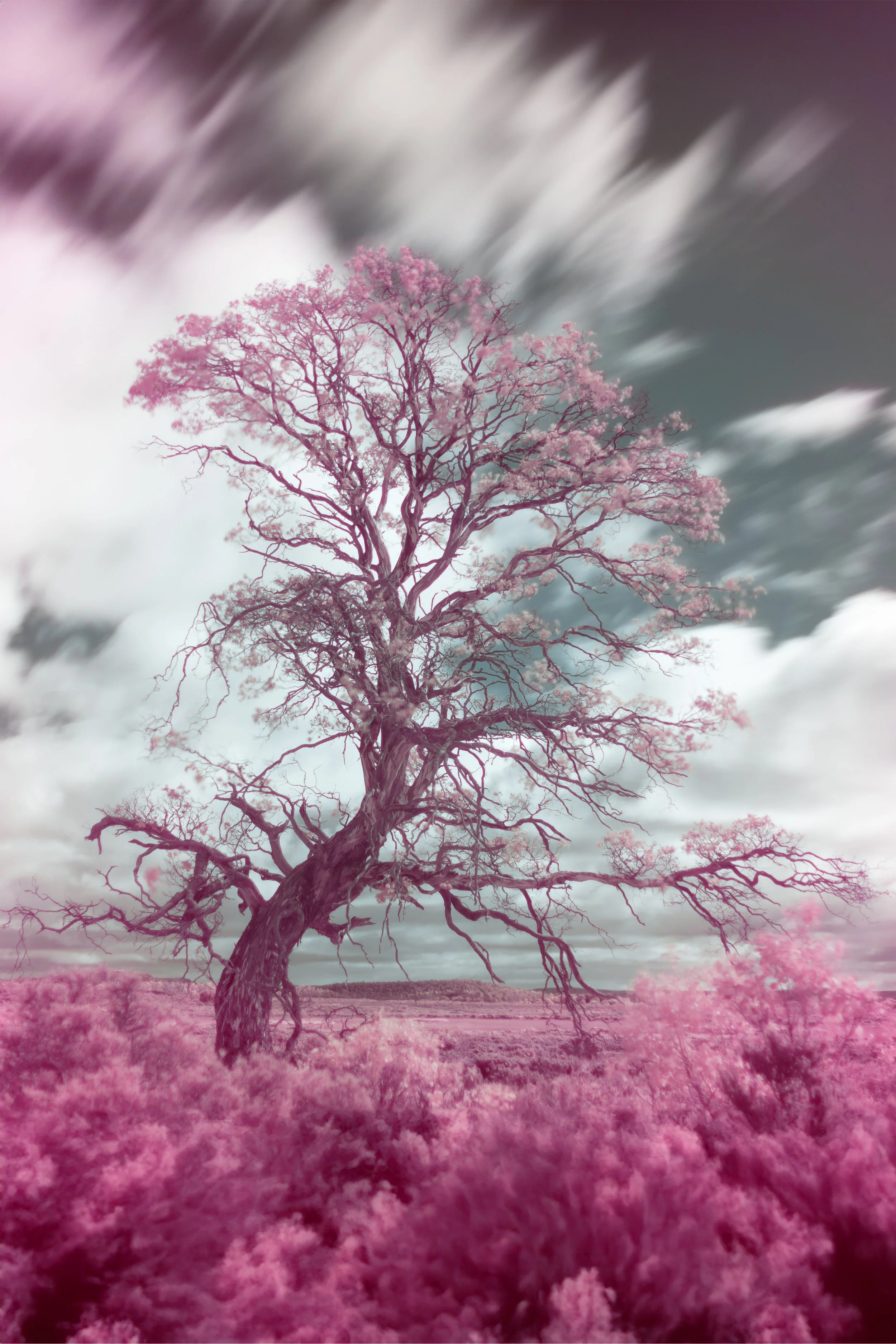 Symphony