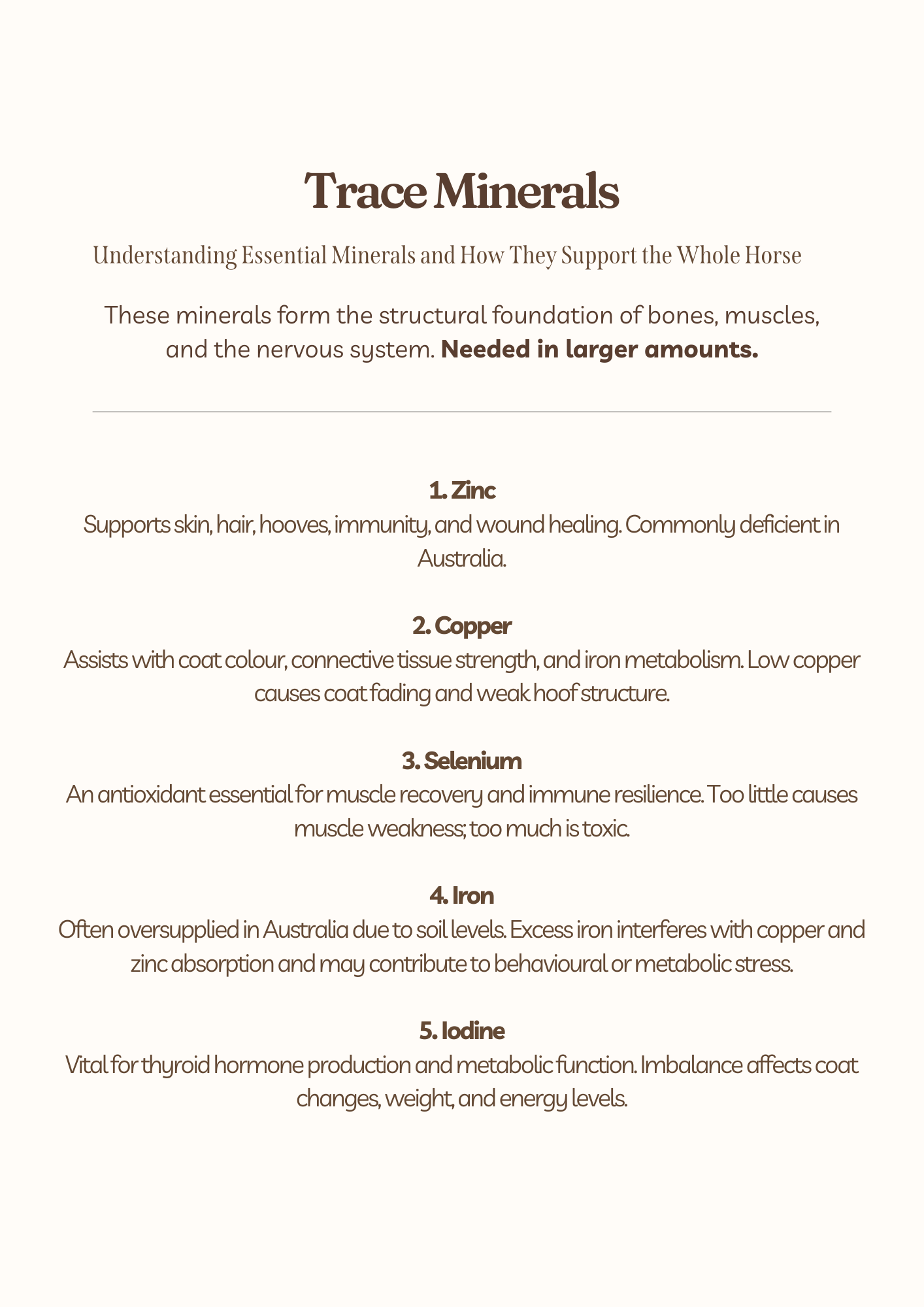 Holistic Equine Guide copy.png