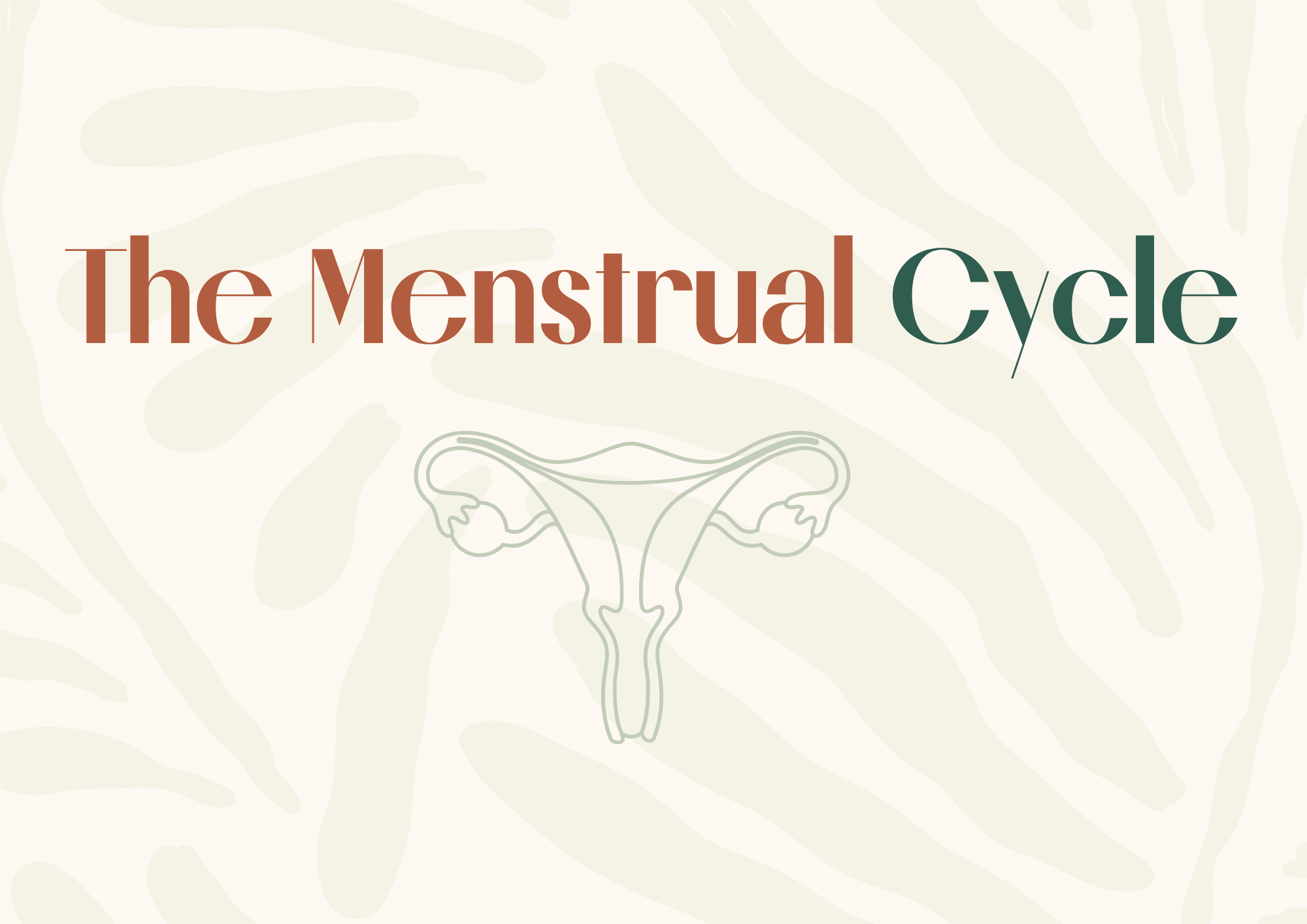 What is the menstrual cycle?
